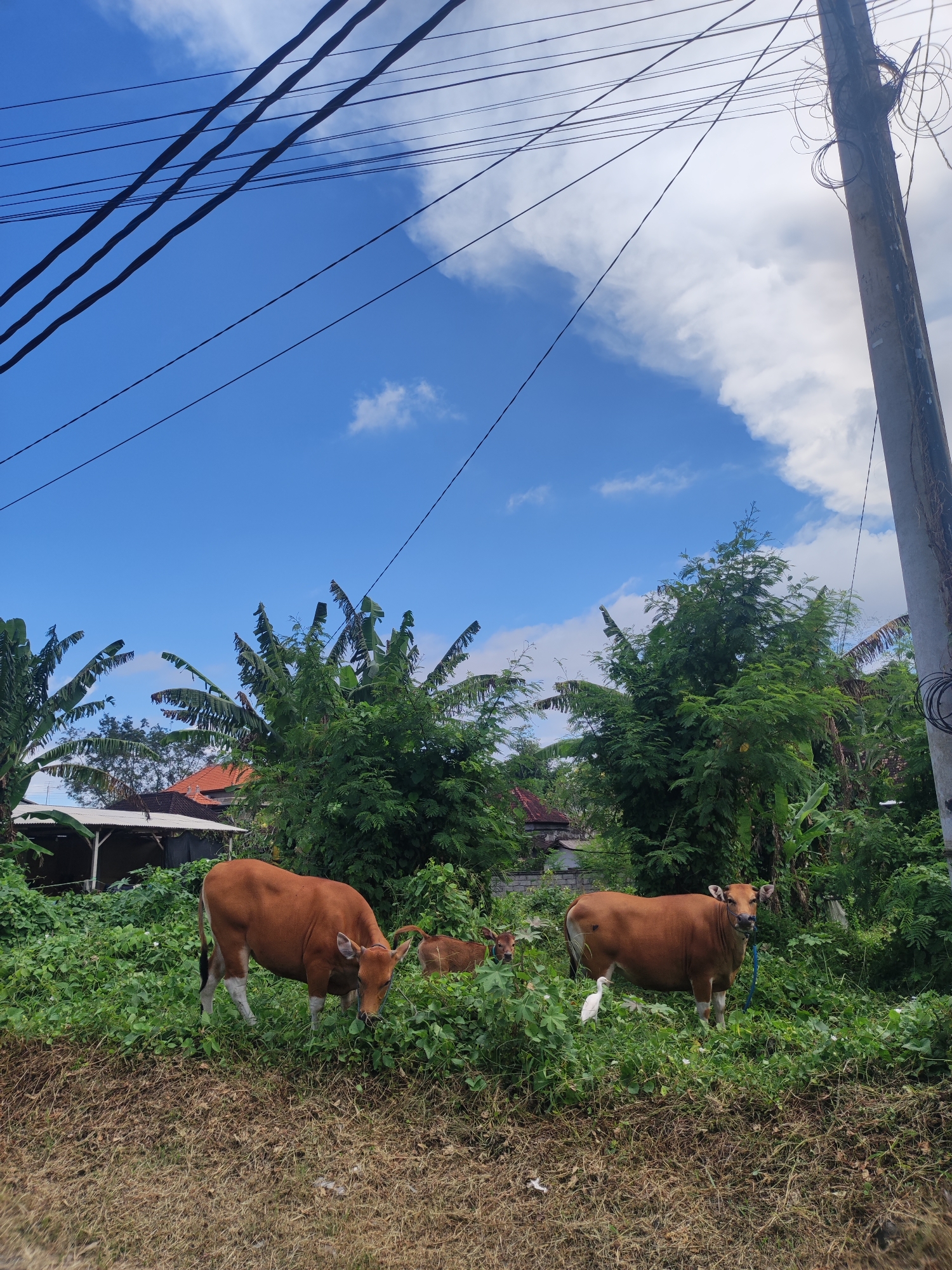 The image depicts a rural scene in Serongga, Indonesia, under a partly cloudy blue sky. Overhead, power lines are visible. Three cows, reddish-brown in color, graze in a patch of dense, green vegetation. A white bird is near one of the cows. A wooden utility pole is on the right side of the image. In the background, there are trees and buildings, including a structure with a light-colored roof and another with a red tiled roof. The foreground consists of dry, brown grass.