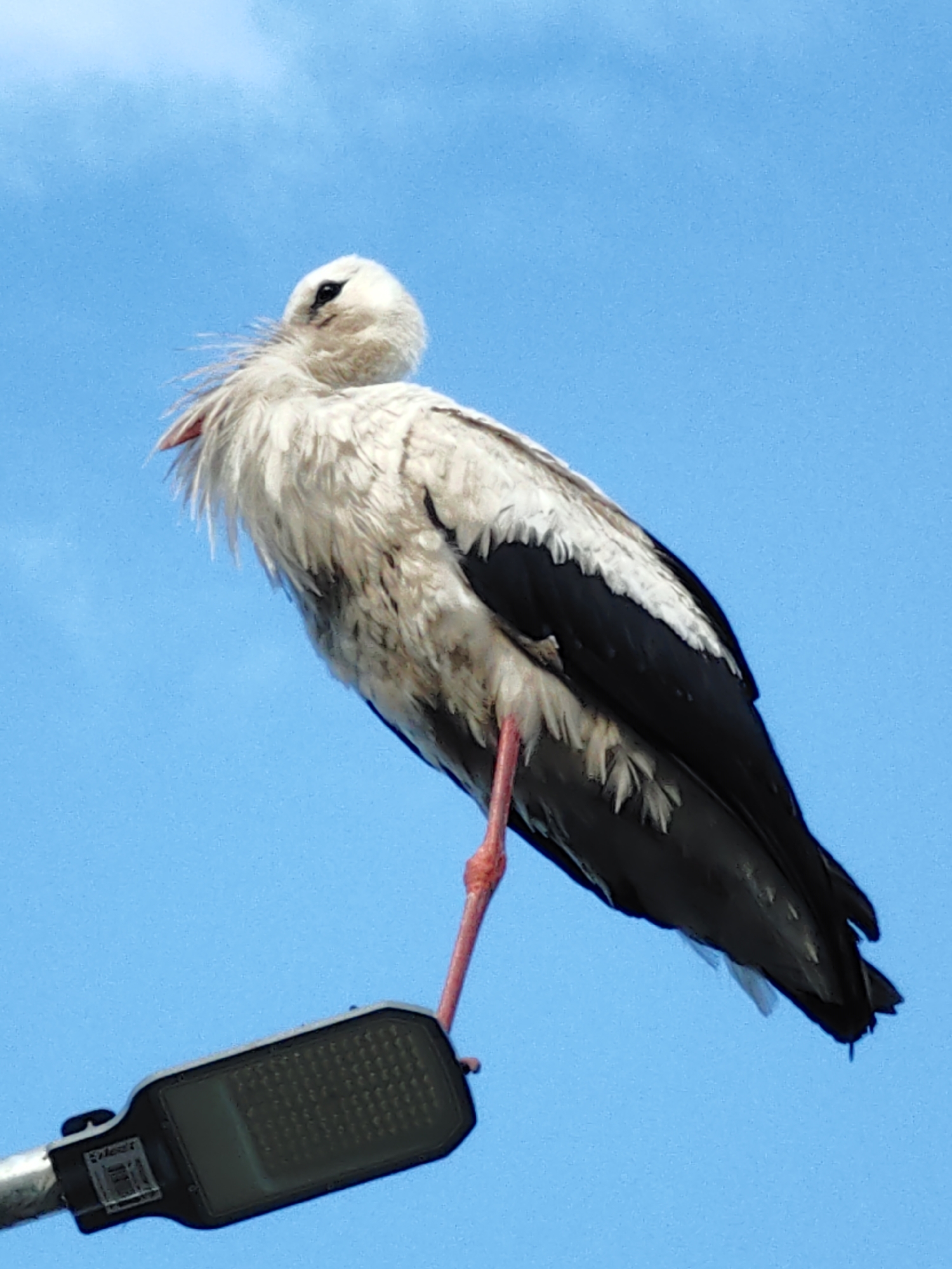 A low-angle, full-body shot captures a stork perched on a streetlamp against a clear blue sky in Arkhangel'skoe (Sp Veselevskoe), Russia. The stork, primarily white with black accents on its wings and tail, stands on one long, slender red leg, the other tucked close to its body. Its head is turned, revealing a dark eye and a tuft of white downy feathers around its neck. The streetlamp, a modern design with a dark rectangular light fixture, is positioned in the lower-left quadrant of the frame. The background consists solely of an unblemished, bright blue sky.