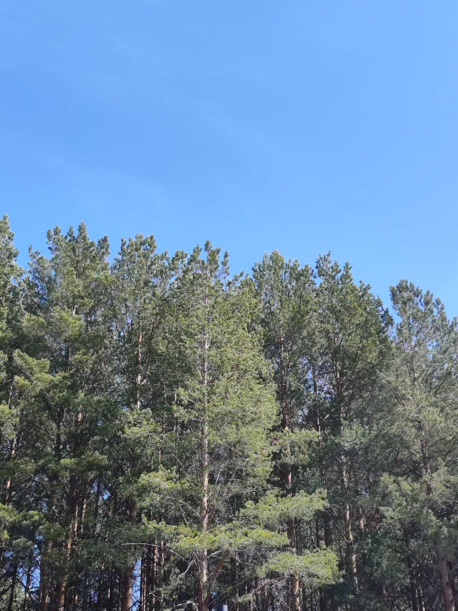 A photograph taken in Chaikovsky, Russia shows a row of coniferous trees under a clear, light blue sky. The trees fill the lower portion of the frame, their green foliage creating a dense canopy. The trunks of the trees are visible, appearing slender and light brown in color. The sky is uninterrupted by clouds or other features. The scene is indicative of a natural environment, possibly a forest or park area.