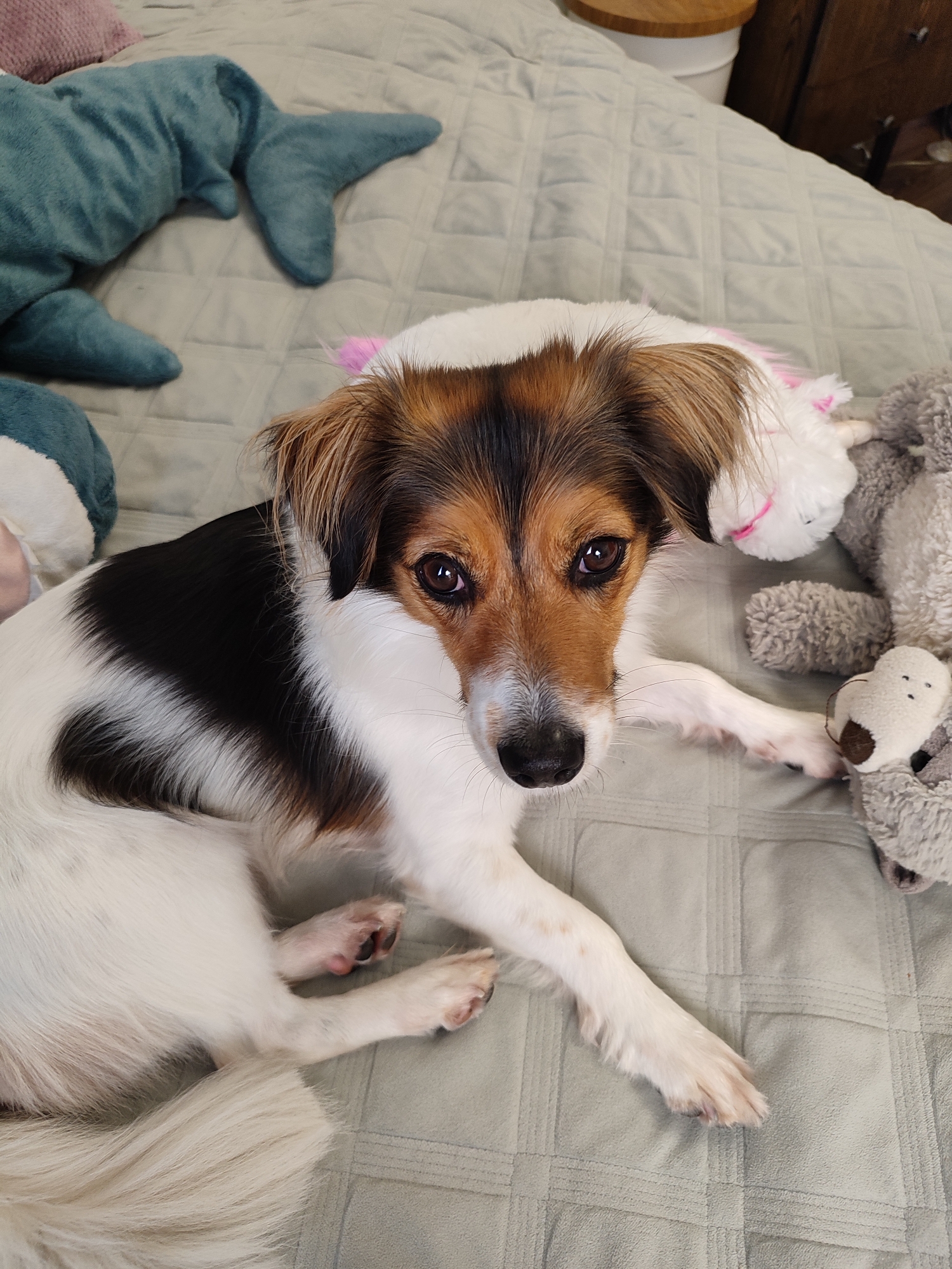 A medium-sized dog with white, brown, and black fur lies on a light gray quilted bedspread. The dog is looking towards the camera with its head resting on a white stuffed animal. To the left of the dog, a teal shark plush toy is partially visible, and to the right, a gray teddy bear plush toy is present. The background shows a wooden piece of furniture and a white cylindrical object. The image appears to be taken indoors in an apartment, likely within the city of Murino, Russia, given the context. There are no humans present in the image.