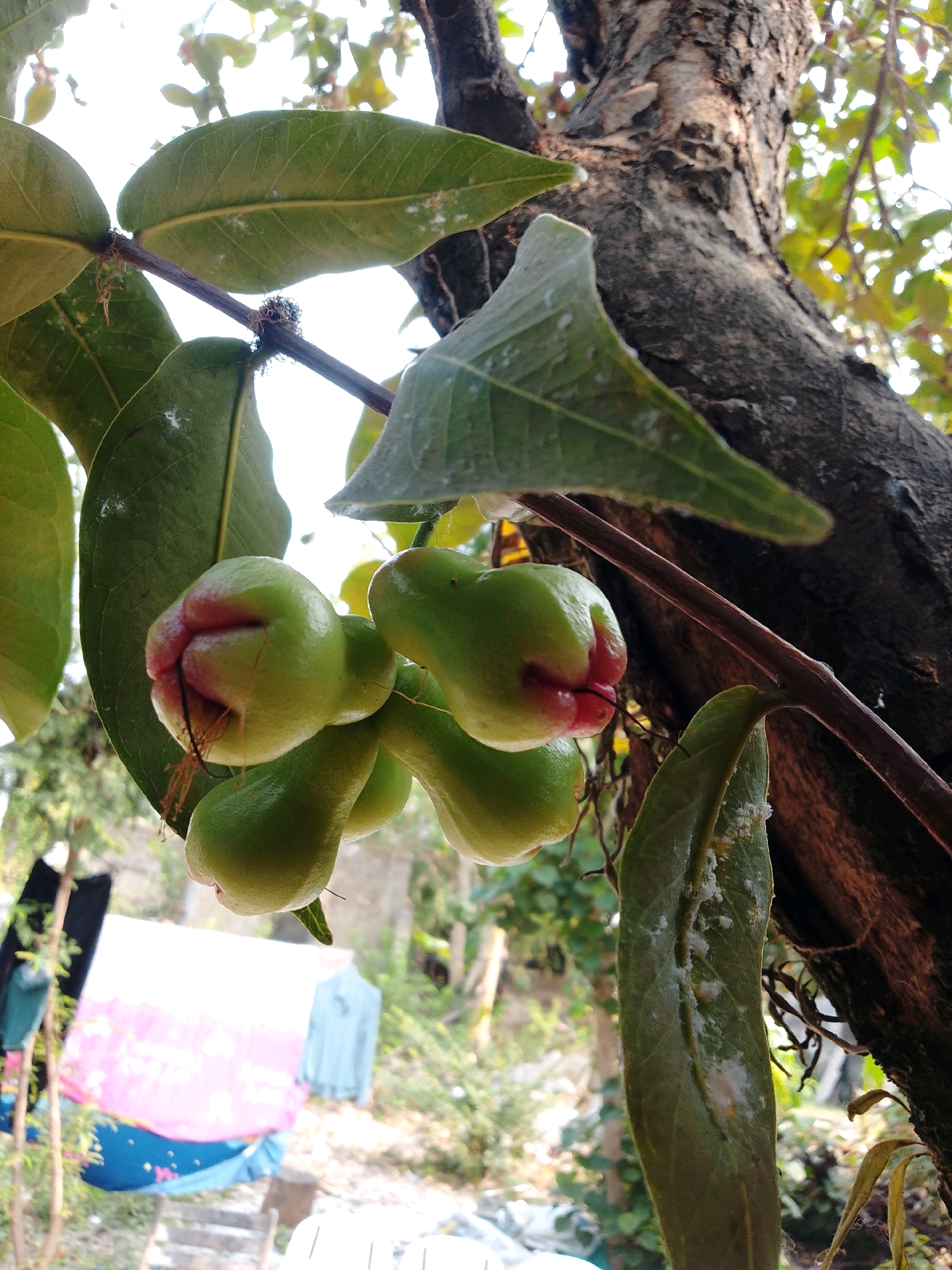 This image, captured in Cikal, Indonesia, presents a close-up view of a cluster of young, unripe rose apples (Syzygium jambos) hanging from a branch of a tree. The fruits are predominantly green with hints of red at their tips, and some exhibit a slightly bell-like shape. They are attached to a dark brown branch, which is a prominent element of the foreground, along with several large, green leaves. One leaf in particular, on the right side of the frame, is heavily coated with what appears to be white powdery residue, possibly a sign of an insect infestation or a fungal growth.
In the blurred background, a clothesline is visible with several pieces of fabric draped over it, suggesting a domestic or residential setting within the village. The general environment appears to be outdoors, with foliage and the trunk of a large tree providing a natural backdrop. The lighting suggests it is daytime, with a bright sky visible through the leaves. There are no people or animals clearly depicted in the image.