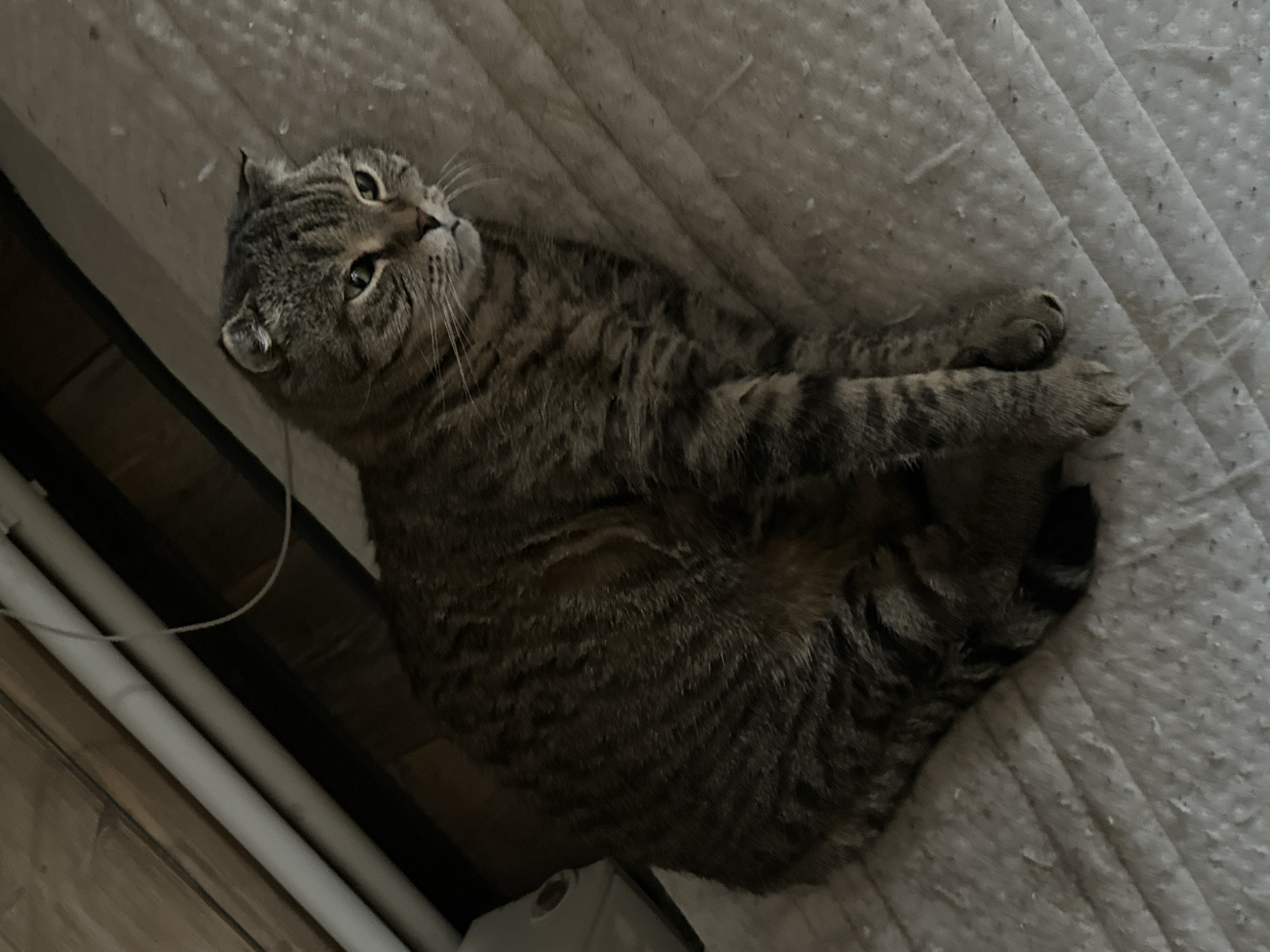 A grey and brown tabby cat is lying on its back on a quilted surface. The cat has its legs curled up, and its head is tilted to the side, looking upwards. The surface the cat is lying on appears to be a mattress or a thick blanket, with a diamond-patterned quilt. There are some white fibers or debris scattered on the surface. To the left of the cat, there are two white pipes running parallel to each other, and a white wire is draped over them. The background is dark and out of focus, with some wooden planks visible. The lighting suggests it might be indoors, possibly in a room with dim lighting. The cat's expression is curious and alert. No visible text. The location context is Virki, Russia.