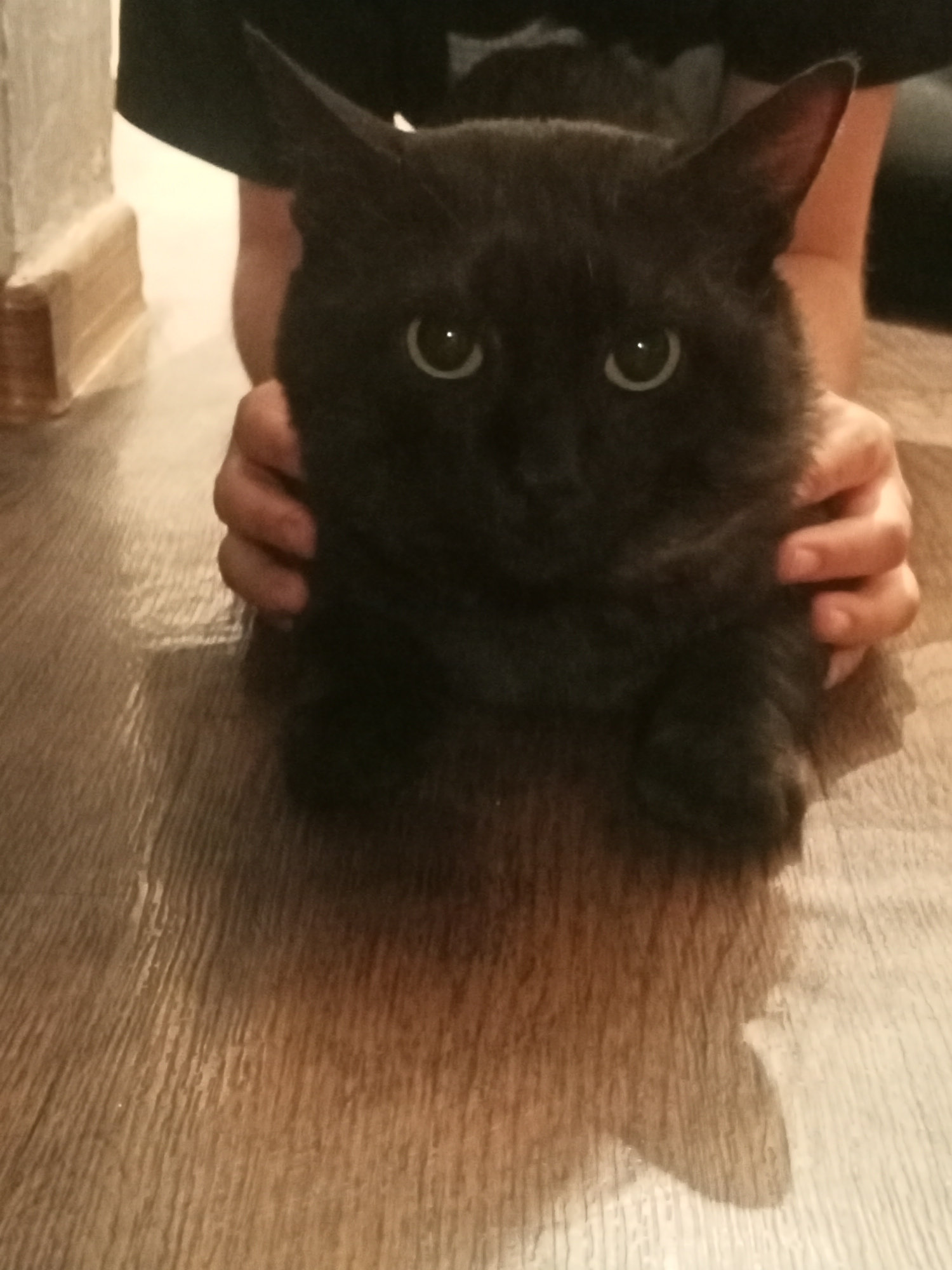 A black cat sits on a wooden floor, its front paws resting on the floor while its hindquarters are cradled by human hands. The cat's fur is dark and fluffy, with bright green eyes that are wide open. The hands, belonging to a person whose torso is visible at the top of the frame, are gently holding the cat. The background consists of a wooden floor with a visible grain pattern and a portion of a wall with a baseboard. The lighting is dim, casting a shadow of the cat onto the floor. The scene appears to be indoors, possibly in a residential setting within the city of Sokuluk, Kyrgyzstan.