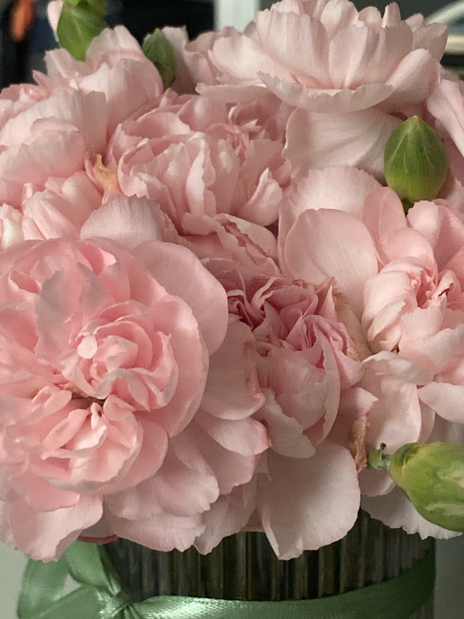 A close-up photograph showcases a bouquet of pale pink carnations. The flowers are densely packed, with layered petals creating a soft, ruffled texture. Some buds are visible, appearing as small, green, elongated teardrop shapes. A hint of a green ribbon is visible tied around the stems, which are held in a ribbed vase. The background is dark and out of focus. The image does not contain any elements that would suggest a specific location in Nizhny Novgorod, Russia.