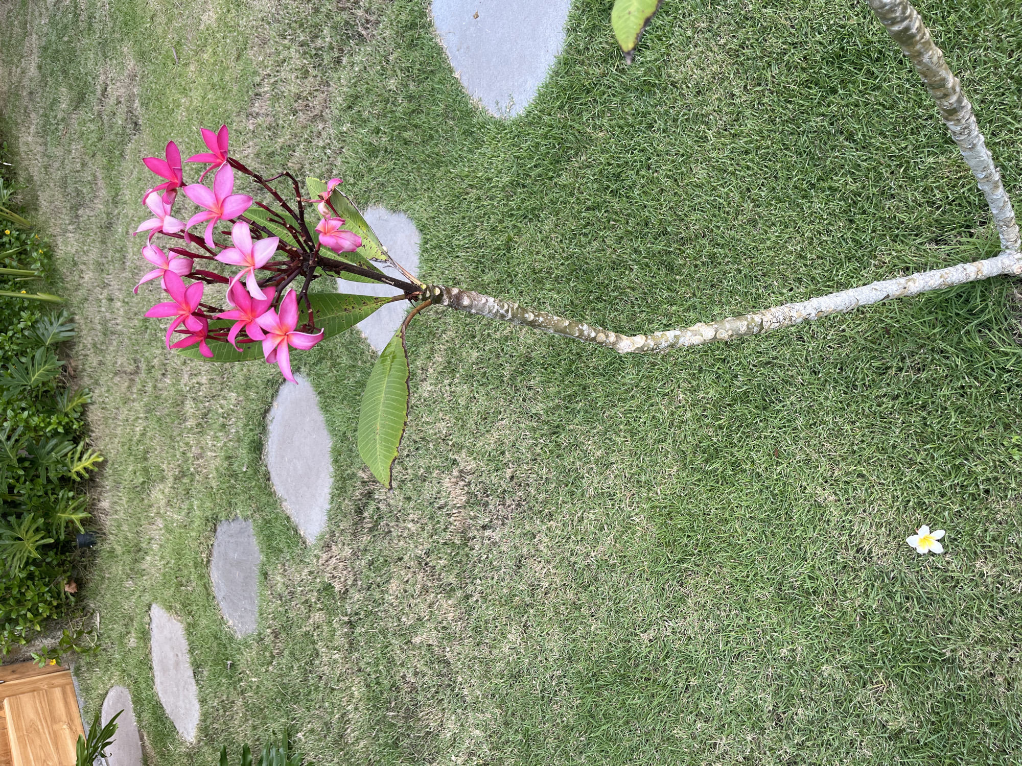 The image shows a tropical scene in Nusa Penida, Indonesia. A mature frangipani (plumeria) branch with pink blossoms lies on a green lawn interspersed with irregular stone pavers. The branch has two leaves, mottled bark, and extends towards the right side of the frame. A single white plumeria flower lies on the lawn in the lower right. Vegetation is visible in the background, partially obscured by the frangipani branch.