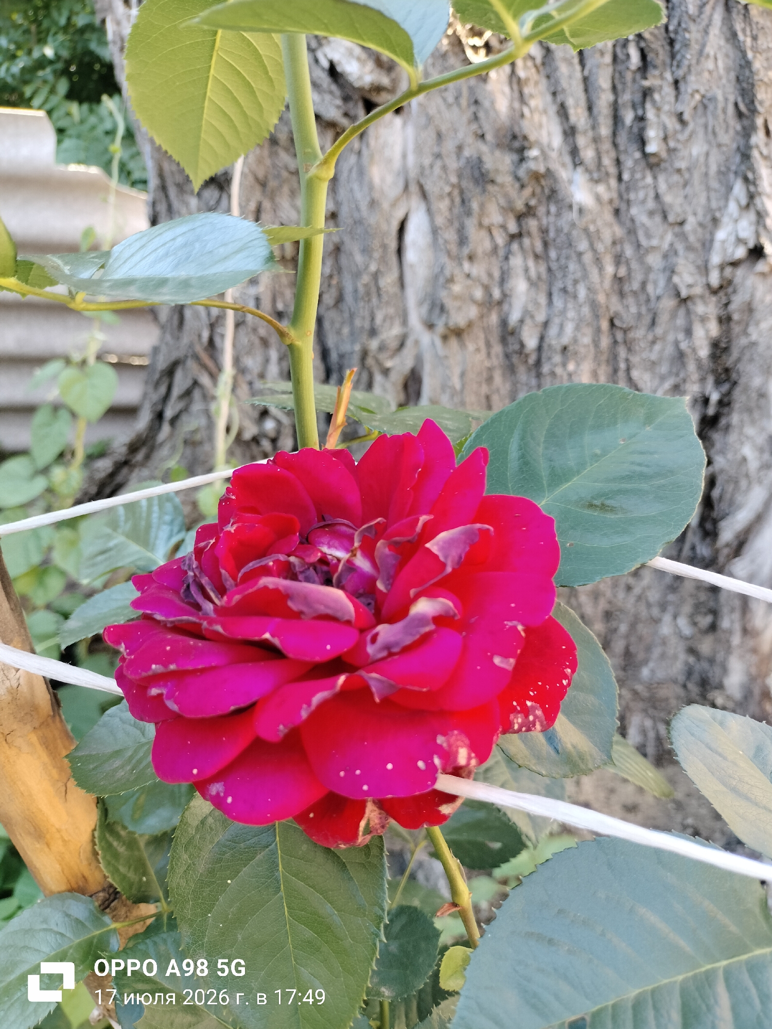 A vibrant red rose, its petals slightly wilting, is in focus in the foreground of this outdoor photograph. The rose is positioned to the left of a weathered tree trunk, which dominates the background with its textured bark. Green leaves surround the rose, and a thin white string runs horizontally across the frame, intersecting with the rose and leaves. The image appears to be taken in Lykhove, Ukraine, as indicated by the date and time stamp at the bottom left: "17 июля 2026 г. в 17:49" and "OPPO A98 5G". The lighting suggests it is late afternoon. There are no people present in the scene.