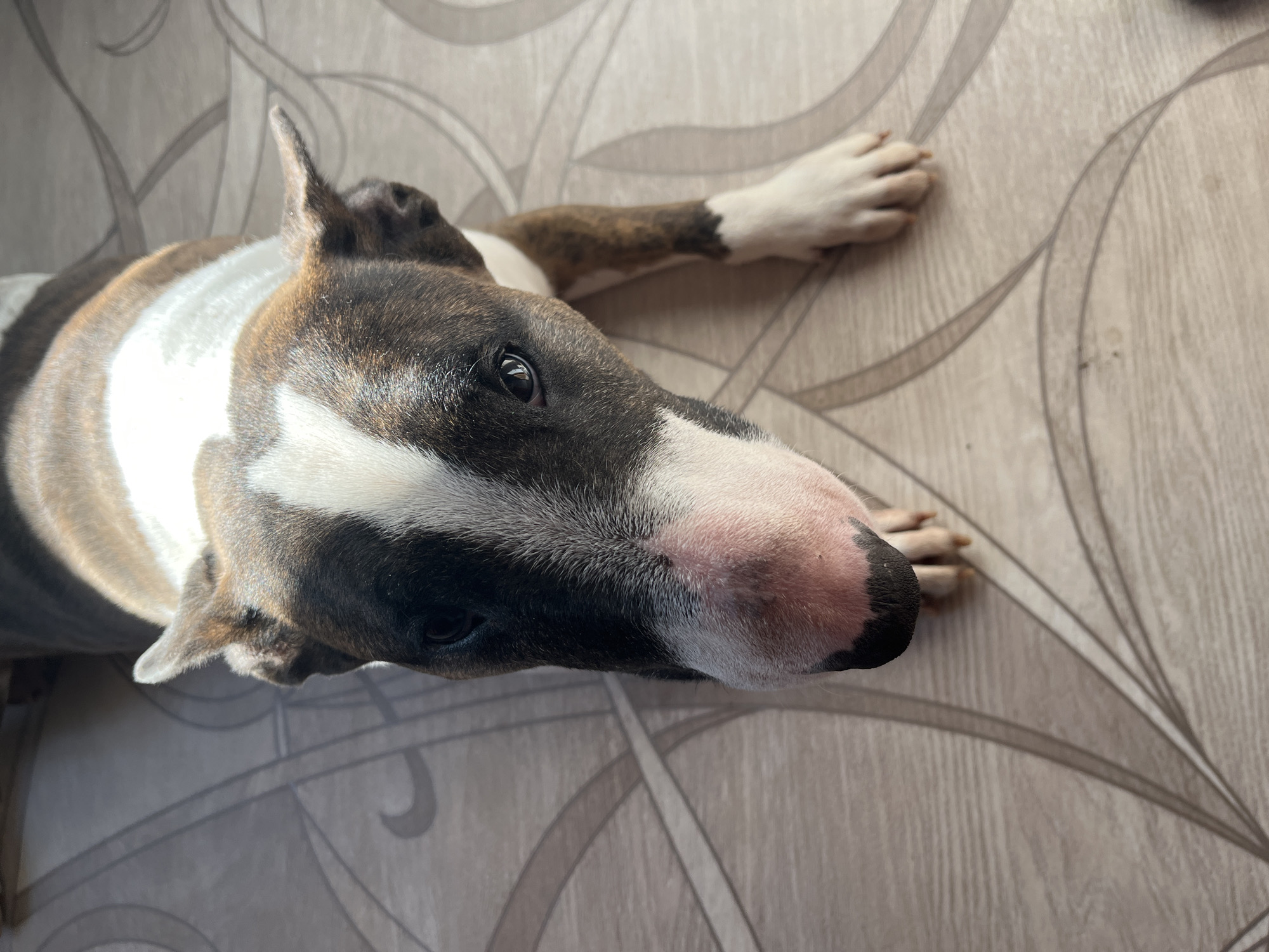 An indoor, overhead shot captures a brindle and white Bull Terrier dog lying on a light-colored floor. The dog is positioned in the center-left of the frame, resting on its belly with its front paws extended forward. It looks upwards and slightly to the right with an alert yet calm expression. Its fur displays distinct brindle markings on its body and around its eyes, contrasted by a broad white stripe running up its forehead and snout. One ear is perked upright, while the other appears slightly flattened. The dog's nose is dark, surrounded by pinkish skin.
The floor beneath the dog is a light, possibly wood-textured vinyl or linoleum, patterned with repeating, abstract dark grey or brown swirling lines. Bright natural light illuminates the dog's back and head from the left, suggesting it is daytime. No people or visible text are present in the image. The scene is set indoors in Chaikovsky, Russia.