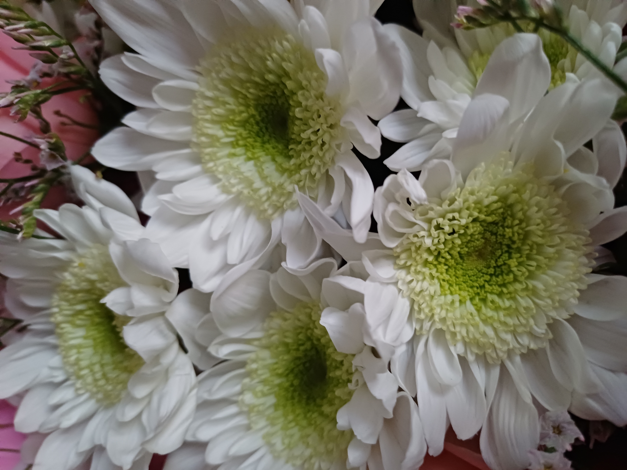 This is a close-up, macro photograph of a bouquet of white chrysanthemums, possibly mixed with some pink flowers and greenery. The focus is on the intricate details of the flower petals and their centers. The chrysanthemums have numerous white, delicate petals that radiate outwards from a fuzzy, light green center. Some of the petals are slightly curled, creating a sense of depth and texture.
The lighting appears to be soft and diffused, highlighting the delicate nature of the flowers. The background is dark and blurred, further emphasizing the subjects. There are hints of pink in the background, suggesting the presence of other flowers in the bouquet. Tiny pink blossoms and green stems are also visible, adding a subtle touch of color and contrast to the predominantly white and green composition. The overall impression is one of natural beauty and delicate elegance. No people, text, or specific time of day or weather conditions are discernible.