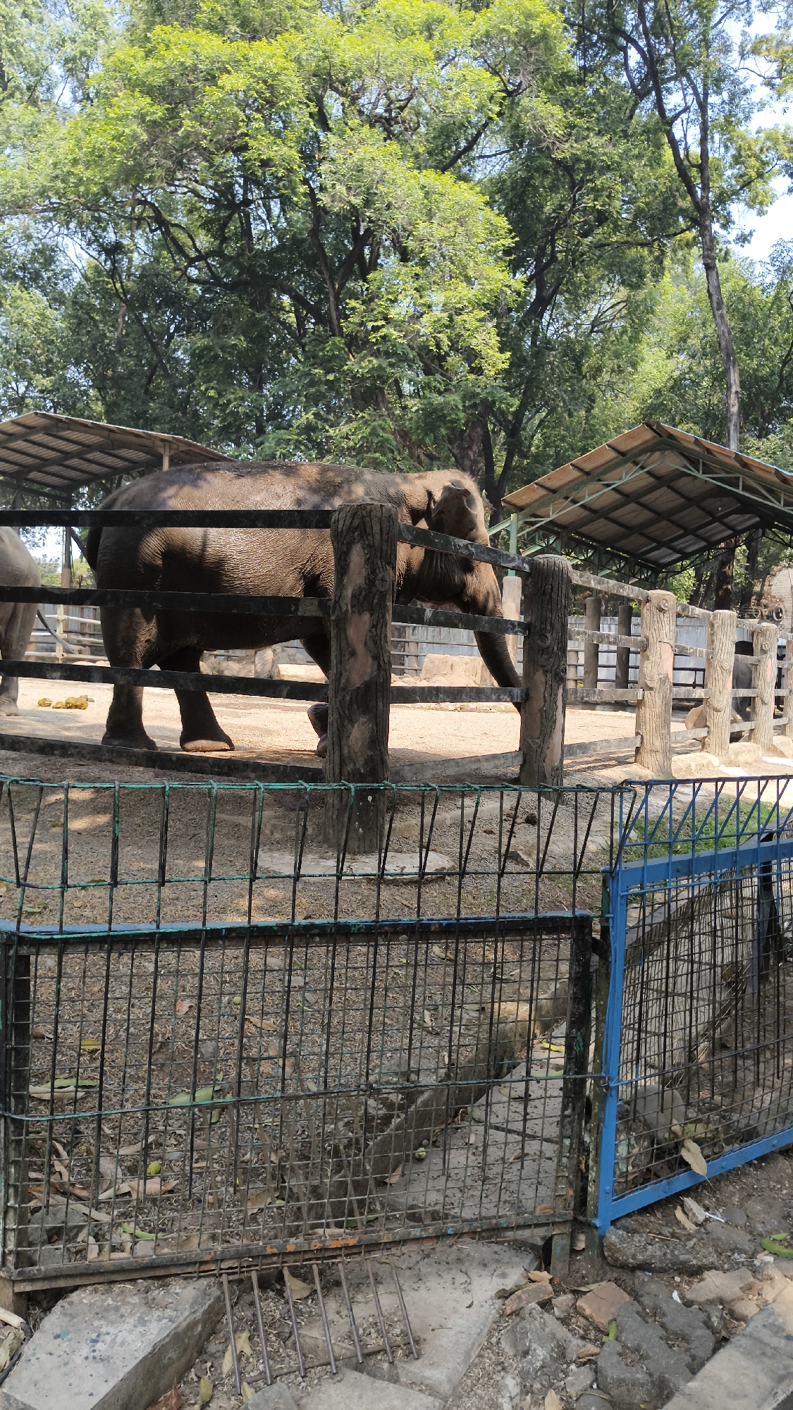 In South Jakarta, Indonesia, an adult elephant is housed within an enclosure at a zoo. The elephant is dark gray and appears wet. It is standing near a fence and some wooden posts. In the background, there are trees and a shelter with a corrugated roof. The enclosure has a dirt floor and a wire mesh fence in the foreground.