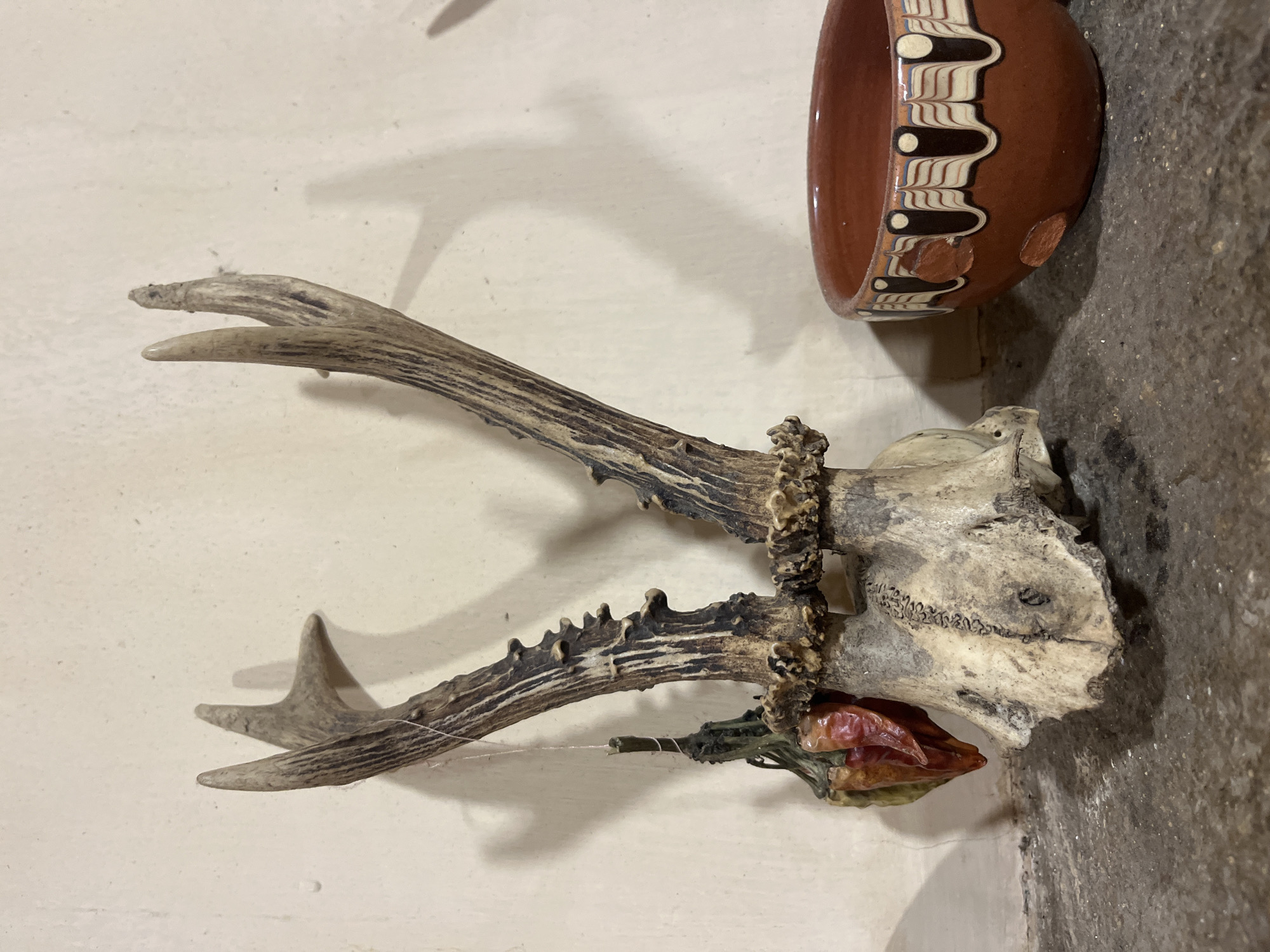 The image shows a deer skull with antlers attached to a wall in Varshilo, Bulgaria. Strings of dried red peppers are tied to the base of the antlers. A brown ceramic bowl with a decorative patterned rim sits on a surface adjacent to the skull. The wall is white and the adjacent surface appears to be concrete.