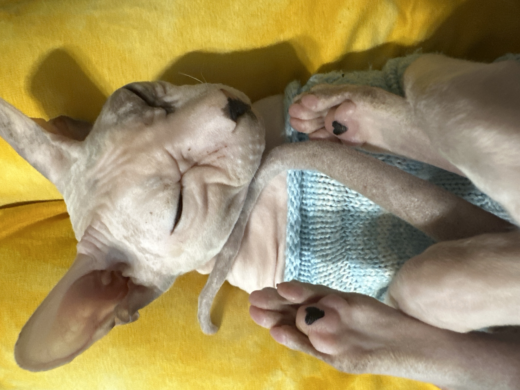 The media file shows a close-up, overhead shot of a hairless cat, likely a Sphynx breed, sleeping comfortably on a yellow, textured surface, possibly a blanket or fabric. The cat is curled up, partially covered by a light blue knitted garment or blanket. Its eyes are closed, and its body is relaxed, indicating it is asleep.
Notable details include the cat's wrinkled skin, characteristic of the breed, and the dark markings on its ears and paws. One of the cat's front paws is visible, and on its underside, a dark, heart-shaped marking can be seen. The lighting suggests it is daytime, possibly indoors, as there is a distinct shadow cast on the yellow surface. The overall mood conveyed is one of peacefulness and comfort.
No visible text is present in the image. The setting is likely domestic, given the presence of a pet and soft furnishings. The location context provided is Togliatti, Russia, though this cannot be determined from the image itself.