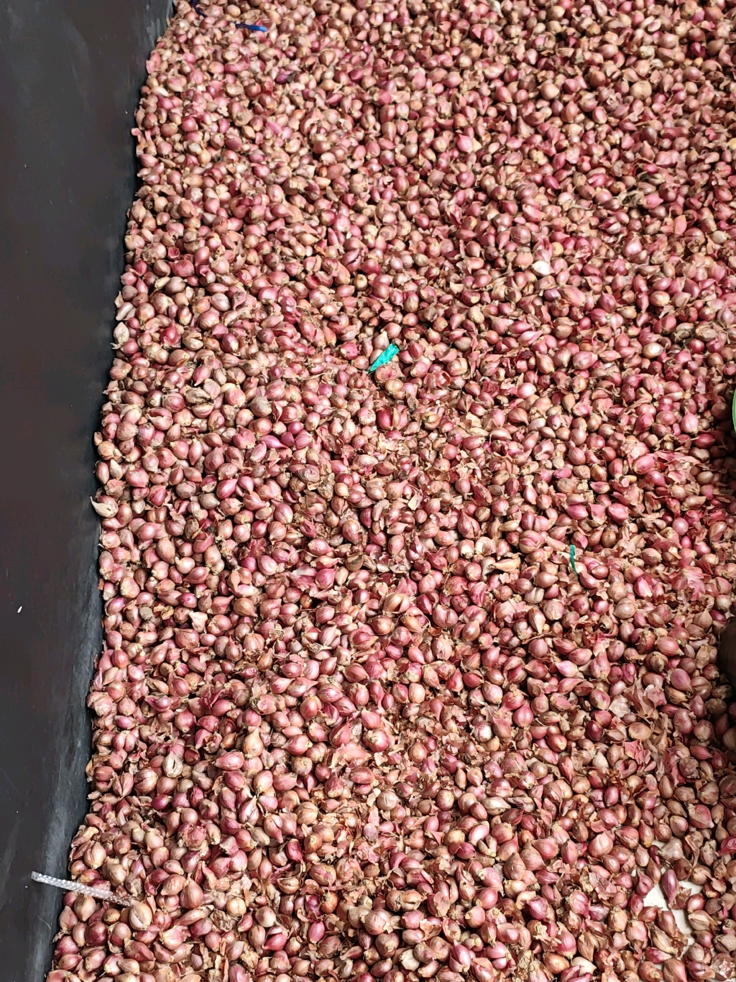 In Ngasem, Indonesia, a close-up, high-angle shot captures a large, black, rectangular container overflowing with shallots. The container's dark, matte surface is visible along the left edge and a small portion of the right edge, suggesting it's a bin or crate. The shallots, a vibrant mix of pink and reddish-brown hues, are densely packed, filling the container from edge to edge. Their papery skins are slightly wrinkled, and many have small, pointed tips. Some shallots are whole, while others appear to be broken or partially peeled. A few thin, bright green pieces of plastic, possibly from packaging or a labeling tie, are scattered amongst the shallots. The lighting is bright, casting subtle shadows and highlighting the textured surfaces of the shallots. The overall impression is one of abundance and market-ready produce.