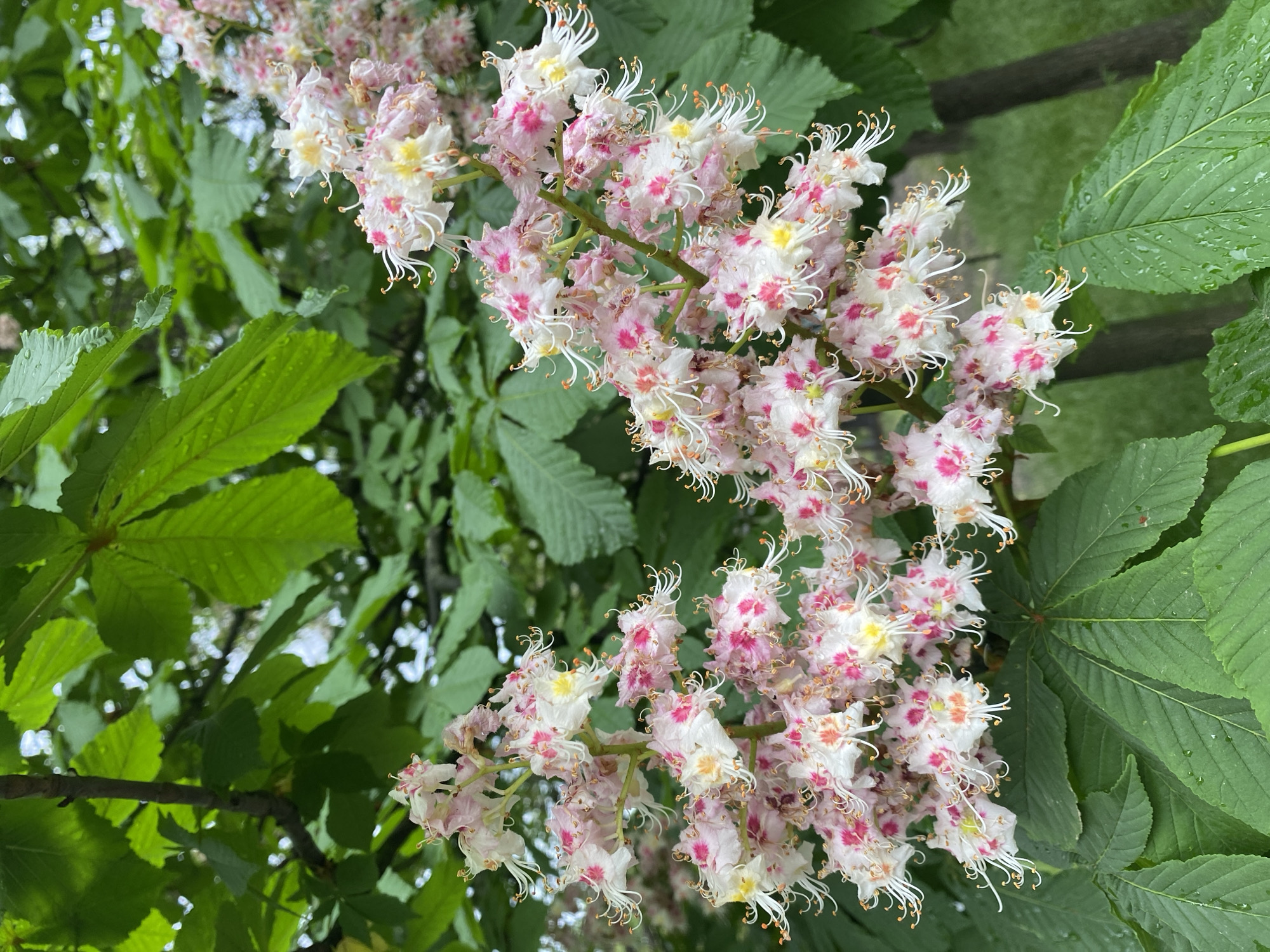 The image shows a branch of a blooming horse chestnut tree with white and pink flowers, surrounded by large green leaves. The leaves appear to have raindrops on them. The scene is outdoors in daylight. While I am unable to verify the specific location of the city of Dnipro, Ukraine.