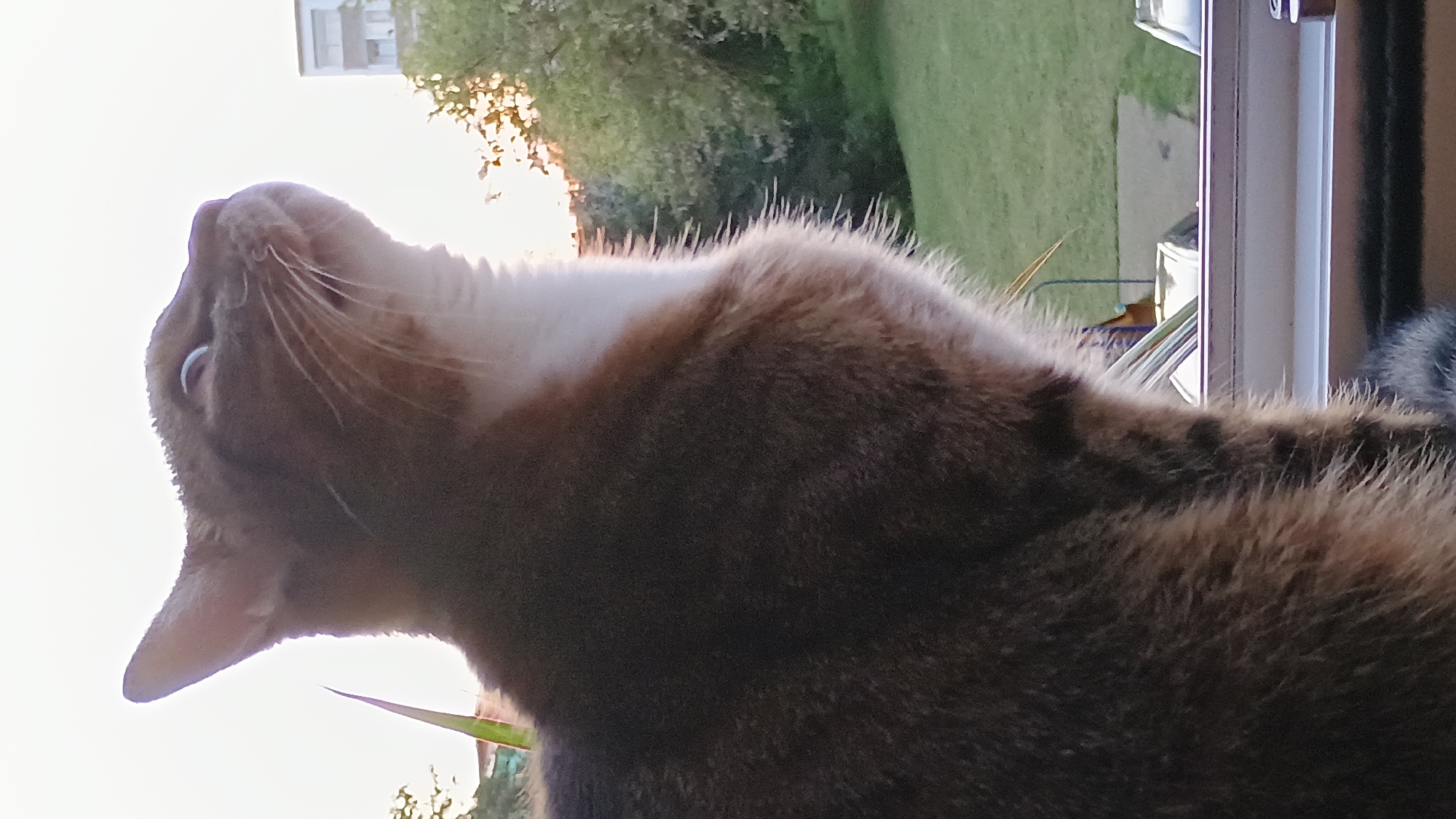 A close-up, low-angle shot captures a tabby cat with white fur on its chest, looking upwards and to the right. The cat's fur is detailed, with stripes visible. Its eyes are wide open, and its whiskers are prominent. The background shows a blurred grassy area, trees, and a building, suggesting an outdoor or semi-outdoor setting. The lighting indicates it might be sunrise or sunset. The cat is positioned on a windowsill. The scene appears to be in Sokolov, Czechia, based on the provided location information.