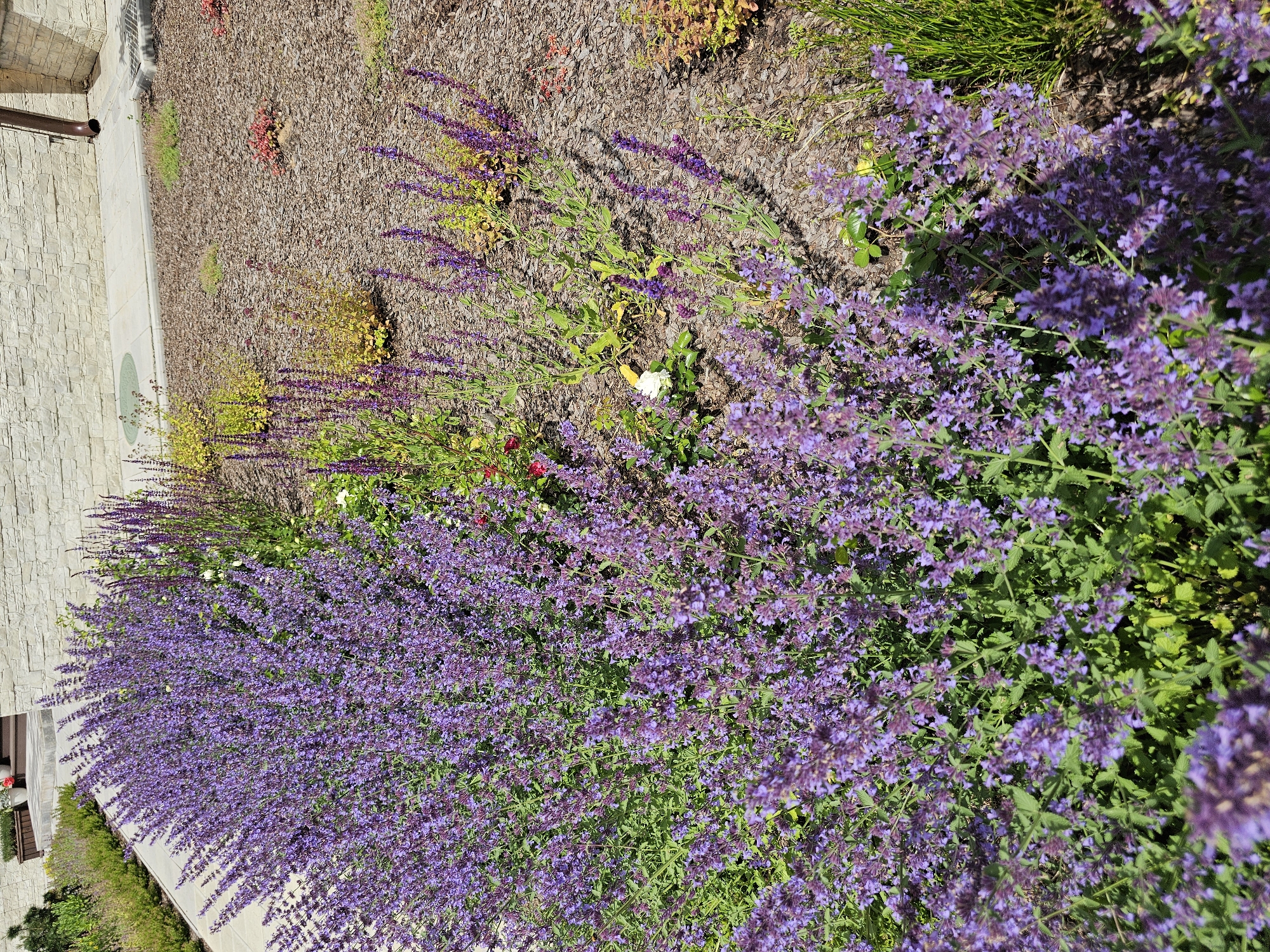 The image shows a lush garden bed filled with blooming catmint (Nepeta) in various shades of purple and lavender. The catmint is densely planted and forms a substantial, full mound of flowers. Behind the catmint, there are several other plants, including taller spikes of purple flowers, possibly salvia, and some lower-growing plants with yellow and green foliage. The garden bed is mulched with wood chips, and a stone pathway runs alongside it. In the background, a light-colored brick building with a brown downspout is visible. The scene appears to be an outdoor urban or suburban garden in Березка Снт (красногорский Р-н), Russia, likely during a warm, sunny day.