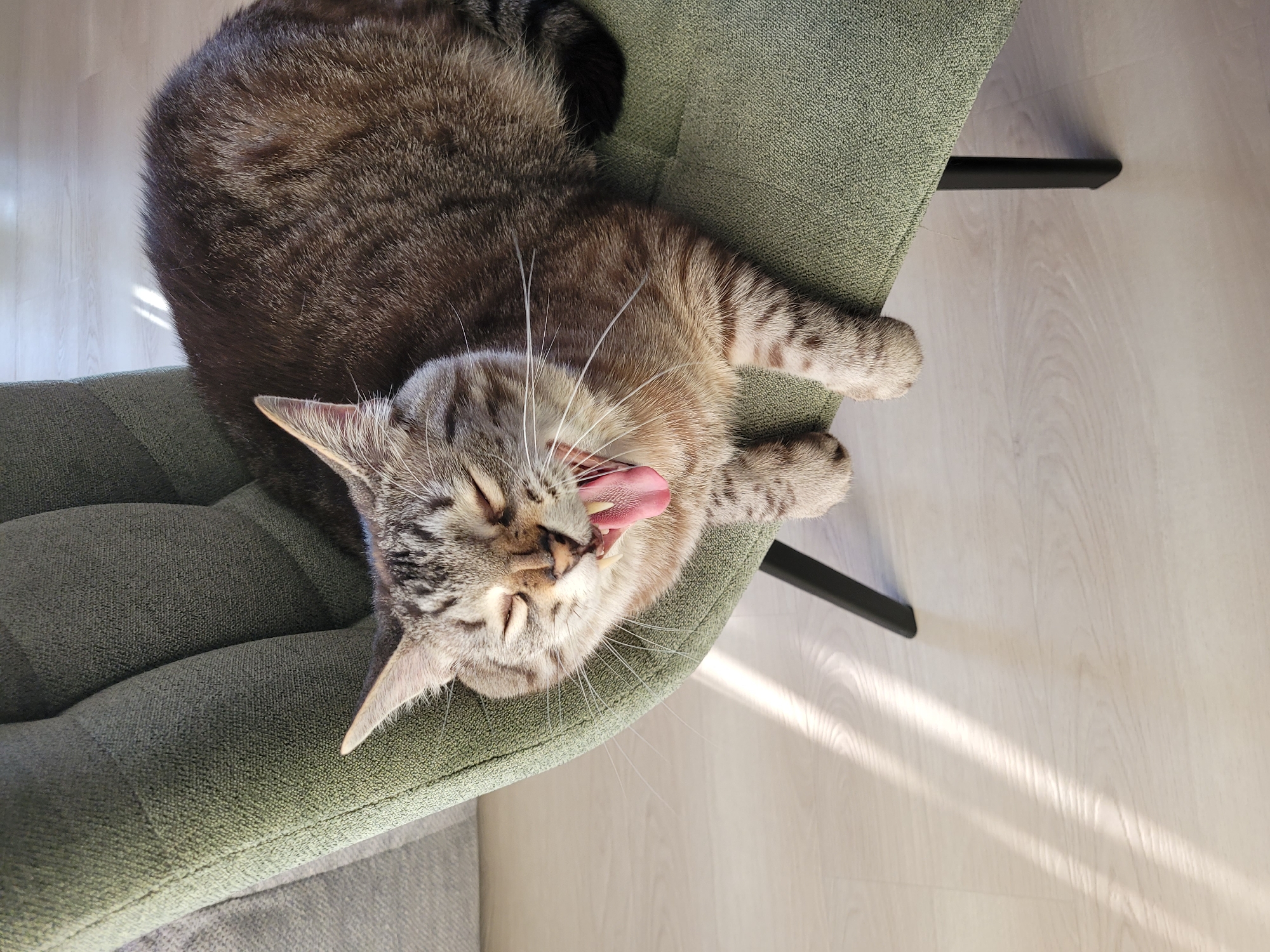 A domestic shorthair tabby cat with closed eyes and its mouth wide open in a yawn rests on a green upholstered chair with black legs. The cat's tongue is pink, and its fangs are visible. Sunlight streams in from the left, casting long, bright shadows across a light-colored wooden floor. The background shows a portion of another piece of furniture. The scene is indoors.