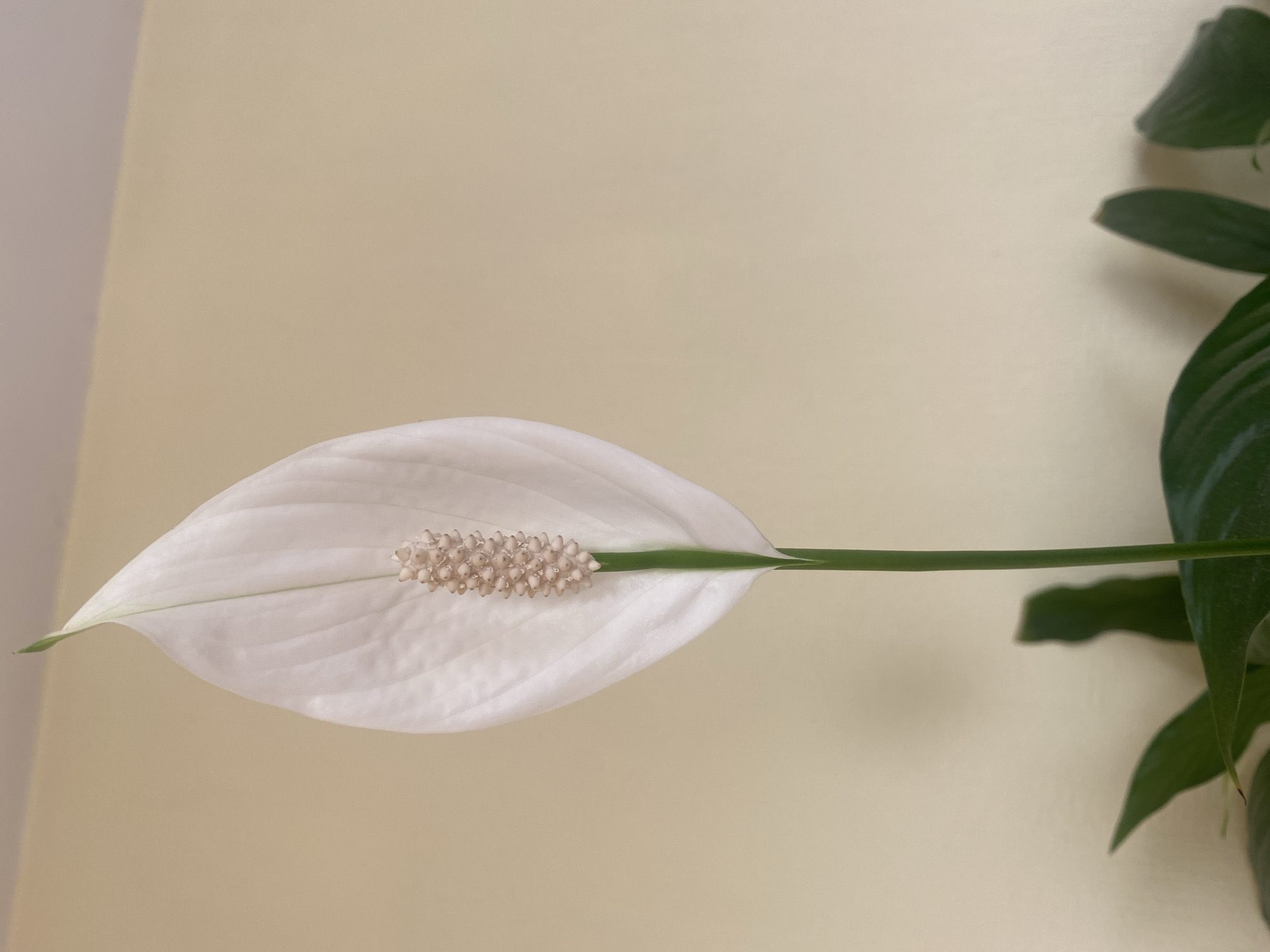 A close-up shot of a peace lily flower. The flower has a white, petal-like spathe and a light brown spadix in the center. The stem of the flower is green. The background is a light yellow wall. The location in Dnipro, Ukraine, is not discernible from the image.