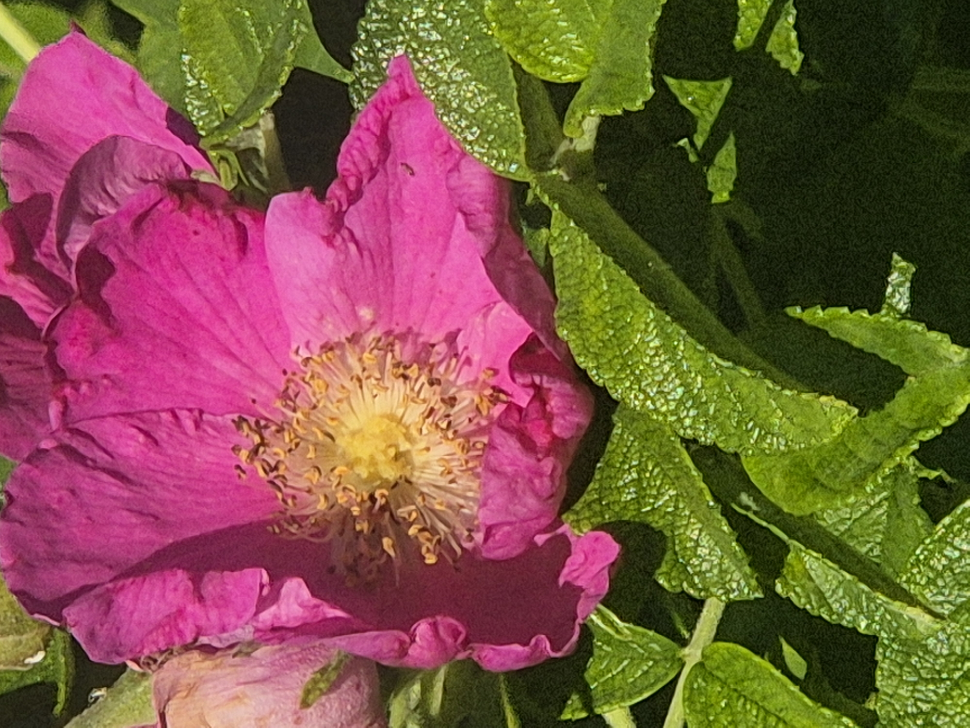 A close-up shot shows a vibrant pink rose with a yellow center. The petals are delicate and slightly crinkled, with visible veins. Surrounding the rose are lush green leaves, some of which appear to have water droplets on them, catching the light. The background is a deep, dark green, suggesting a shaded area within a garden. The image was taken in Kokshetau, Kazakhstan, likely in a park or private garden, given the focus on the blooming rose and foliage. There are no people or animals visible in the image.