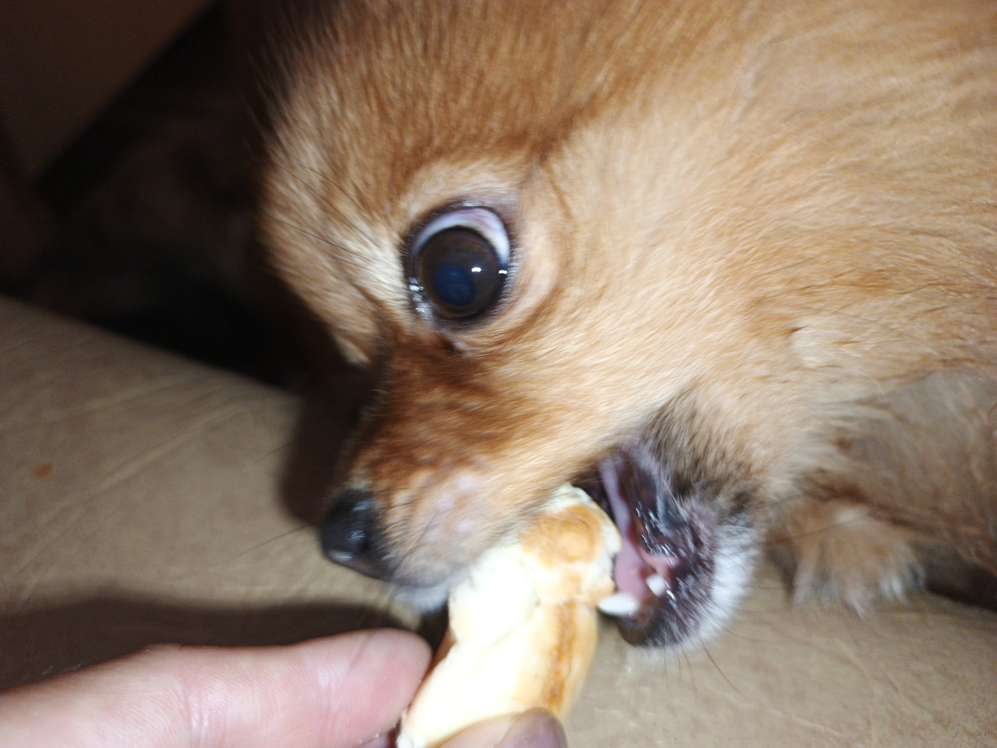 A close-up, eye-level shot captures a small, tan-colored dog, likely a Pomeranian, actively chewing on a piece of bread. The dog's mouth is open, revealing its tongue and teeth as it consumes the bread. A human finger is visible in the lower left corner, holding the bread for the dog. The background is blurred, with brown tones suggesting an indoor setting. The image does not contain any specific geographical markers that would indicate its location in Medvedyovka, Russia.