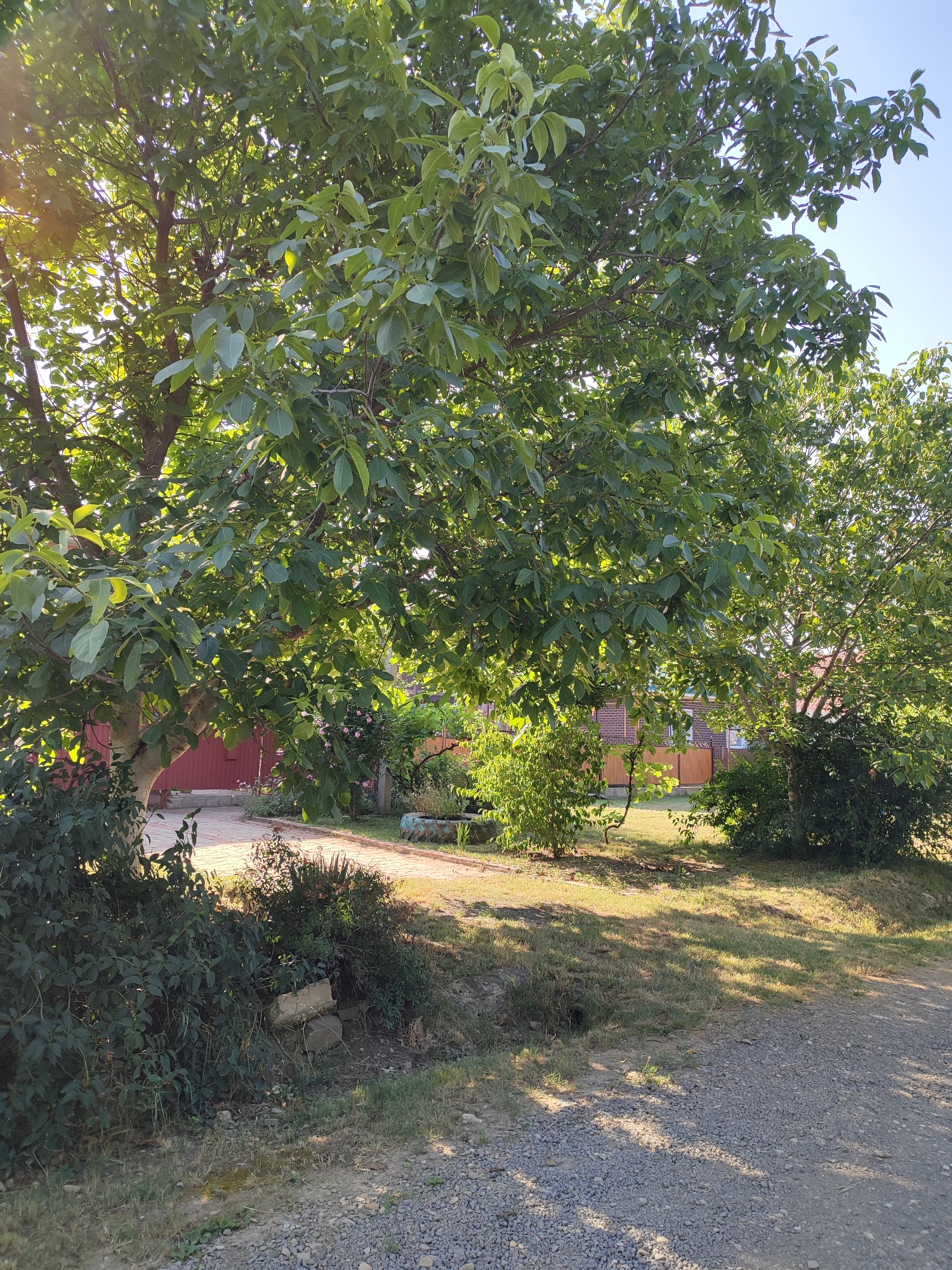 A medium shot shows a sun-dappled backyard scene with lush green foliage dominating the frame. The foreground is a gravel path leading into the scene from the lower right, with patchy grass and some low-lying greenery on the left. A large tree with dense green leaves spreads across the upper portion of the image, with sunlight filtering through its branches. Behind the tree on the left, a red building with a red door is partially visible. Further back, a brick building with wooden accents and windows is seen, with more trees and greenery around it. The scene suggests a tranquil, rural setting.