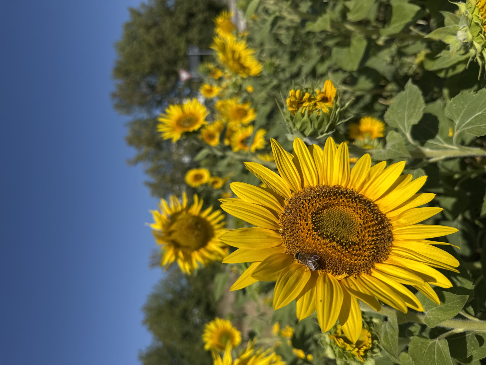 The image shows a field of sunflowers under a clear blue sky. The foreground is dominated by a large, bright yellow sunflower with a bee on its center. In the background, several other sunflowers are visible, some in focus and some blurred. Green foliage surrounds the flowers, and a line of trees can be seen in the distance. The scene appears to be a natural setting, possibly a park or a rural area within the municipality of Wettstetten, Germany. There are no people or buildings visible in the image.