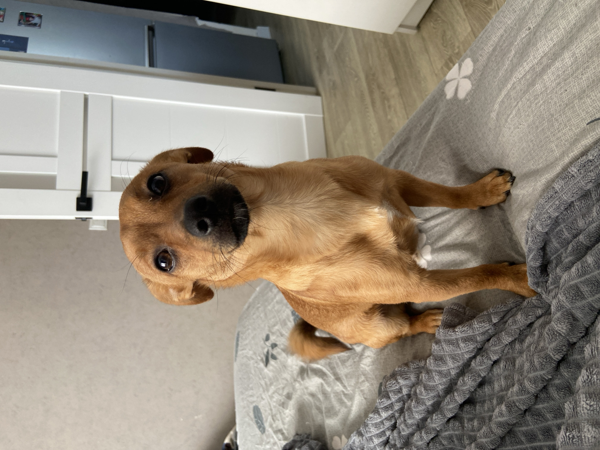 A medium-sized, brown dog with a black nose is sitting on a gray bed with a flower pattern. A gray textured blanket is partially covering the bed. In the background, there is a white door and light-colored wood flooring. Part of a silver refrigerator is visible. It is not possible to determine the location in the city of Дядьково, Russia, based on this image.