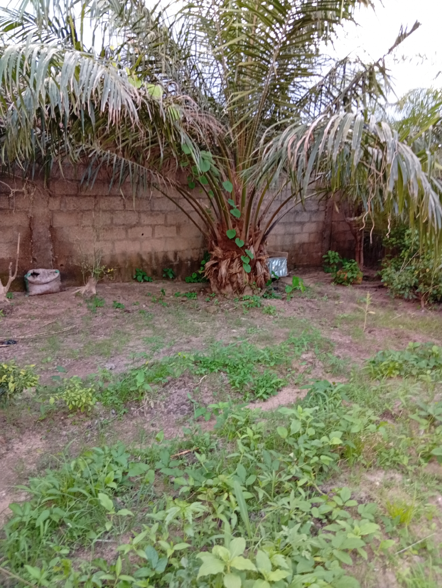 The image depicts an outdoor scene in a yard in Jalingo, Nigeria. The dominant feature is a mature palm tree with a thick, textured trunk and long, drooping fronds, positioned centrally and slightly to the right. Behind the palm tree, a wall constructed from concrete blocks forms a boundary. The ground is covered with dry earth and patches of green grass and low-lying plants. In the foreground, various types of green vegetation are visible, growing densely in some areas. To the left of the palm tree, near the wall, a large, lumpy sack or bag lies on the ground, next to a thin, upright stick or branch. There are no people or animals visible in the image. The lighting suggests it is daytime, with diffused light, possibly indicating an overcast sky or early morning/late afternoon. The overall impression is of a somewhat overgrown and unkempt yard.