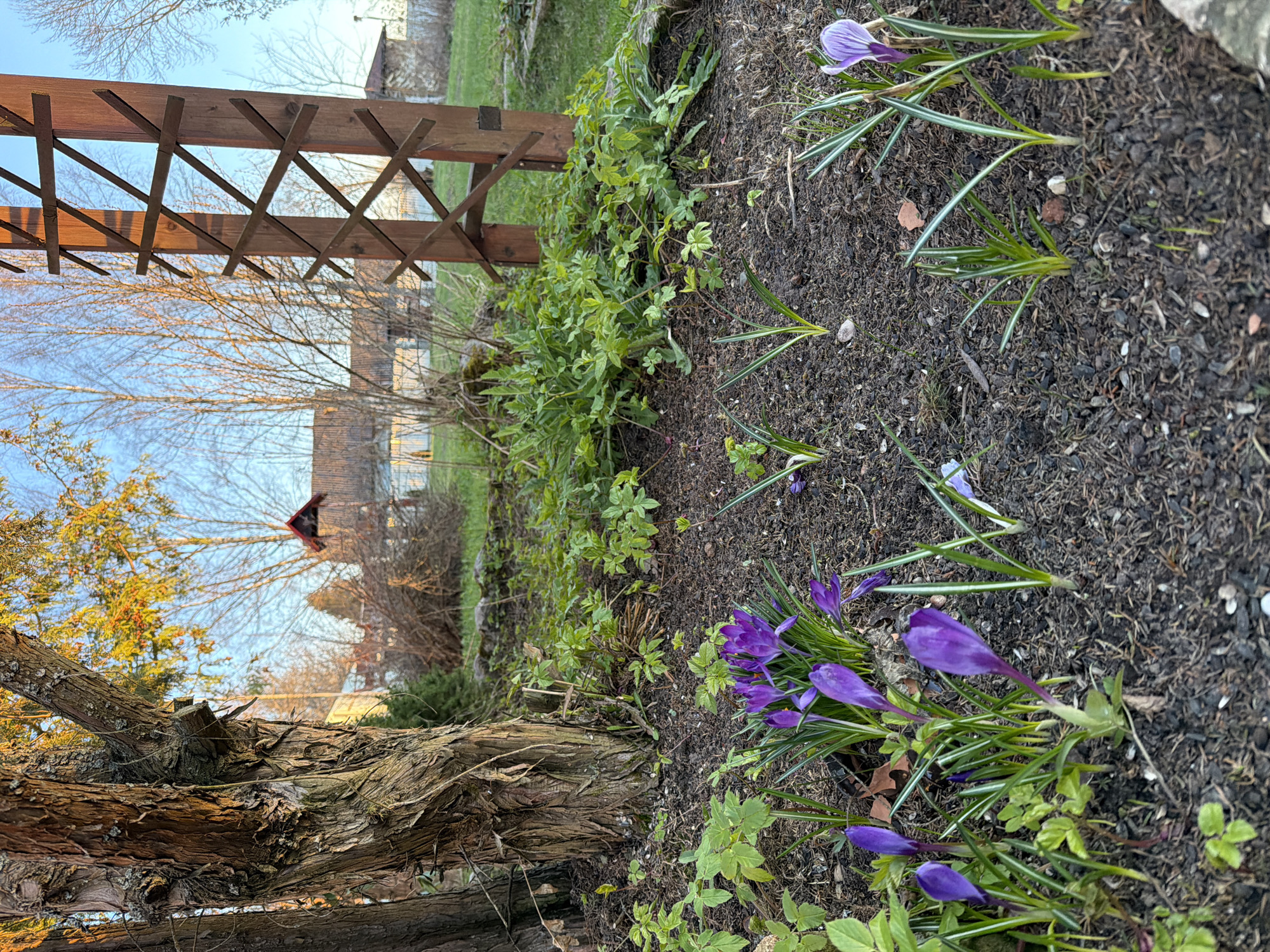 The image shows a garden in Shibanikha, Russia. Purple crocuses are in bloom in a flowerbed. A wooden trellis stands along the edge of the garden. A bare tree and evergreen shrub are behind the flowerbed. A house is visible in the background. The sun is low in the sky, casting long shadows.