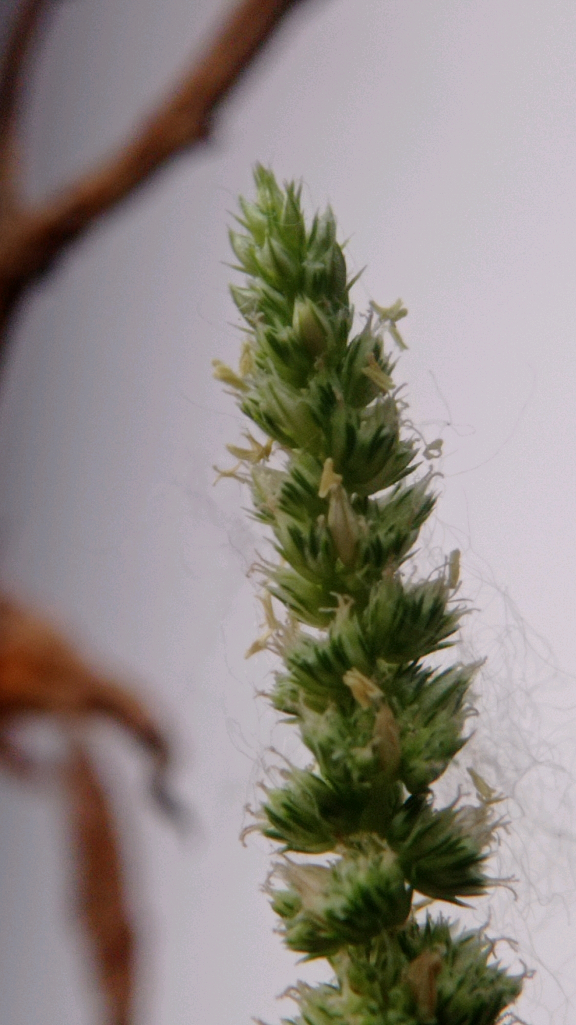 A close-up, vertical shot focuses on a green, spiky plant stalk, possibly a flower or seed head, against a blurry background. The stalk is composed of numerous small, pointed structures arranged in a spiral pattern. Tiny, yellowish filaments or stamens protrude from some of these structures, giving the stalk a slightly fuzzy appearance. The background is a soft, greyish-white, with a blurred, reddish-brown shape on the left side, resembling a branch or twig. The lighting is diffuse, casting no strong shadows. The image appears to be an outdoor shot, likely in a natural setting within Mulyoagung, Indonesia, given the context provided. There are no people or discernible human activity in the frame.