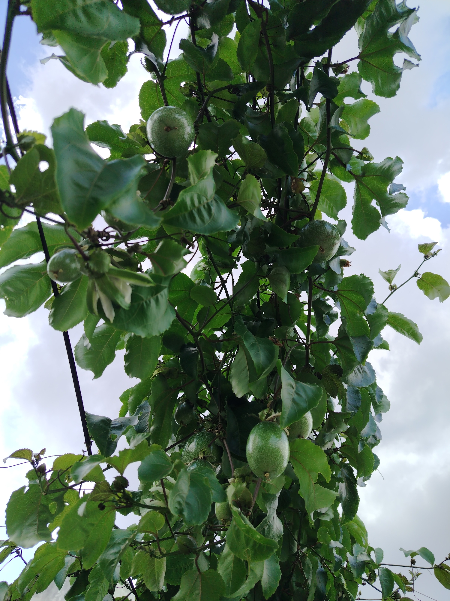 The image shows a passion fruit vine laden with unripe green fruits in Tinaquillo, Venezuela. The vine is densely covered with lobed green leaves, some with visible holes. Several passion fruits are visible, hanging from the vine at different stages of development. The background shows a cloudy sky. The angle suggests the photo was taken looking upward at the vine. There are no people visible in the image.