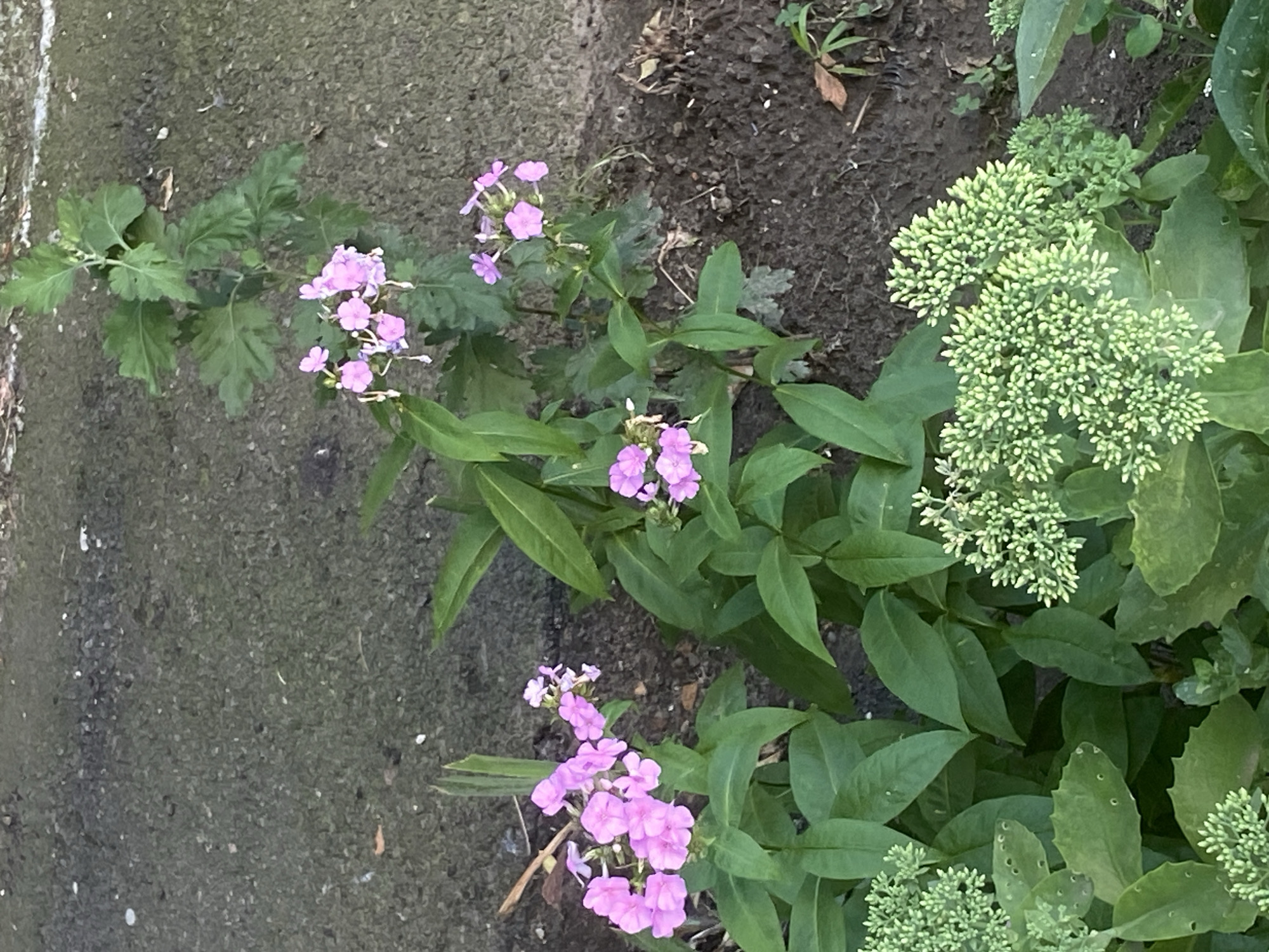 The image shows a small garden bed next to a paved surface, likely a sidewalk or driveway. The garden contains several flowering plants with bright pink blossoms, as well as some green foliage and flower buds that appear to be developing. The paved surface is dark gray and shows some signs of wear. The soil in the garden bed is dark brown and appears to be moist. The lighting suggests it is daytime. The scene is observed from a slightly elevated, overhead perspective. No people or animals are visible in the image. This scene could be found in any urban or suburban area, including Poltava, Ukraine, where small green spaces are often integrated into residential or public areas.