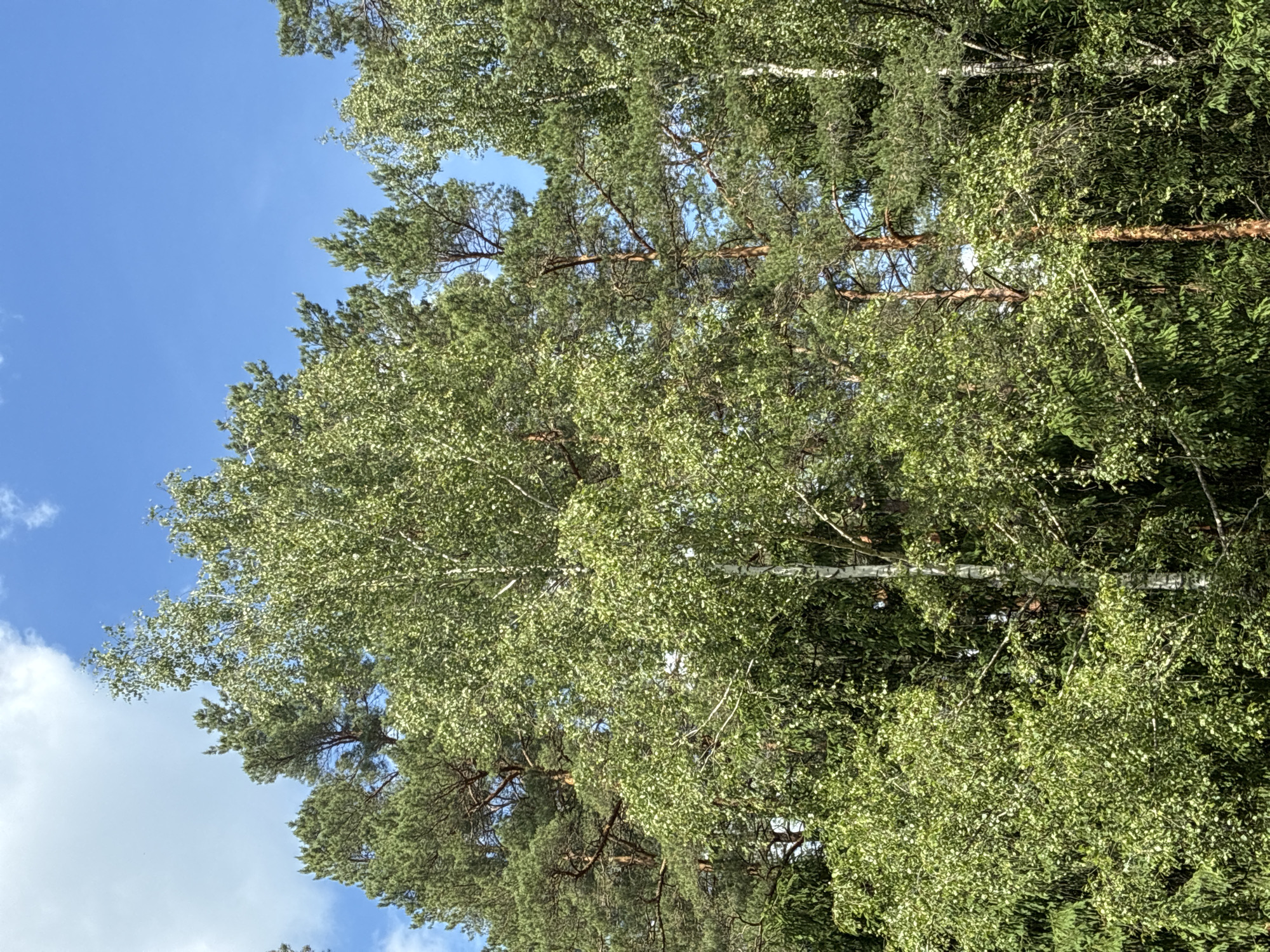 A medium shot captures a dense forest scene under a clear blue sky with scattered white clouds. The foreground is dominated by lush green foliage of various trees, with a prominent white-barked birch tree standing tall amidst the darker green of pine and fir trees. Sunlight filters through the leaves, creating a dappled effect. The forest appears natural and untamed, suggesting a rural or wilderness setting. The location is identified as Гаранскі сельскі Савет, Belarus. There are no people or animals visible in the frame, and no discernible activity or interaction is taking place. The image focuses solely on the natural environment of the forest.