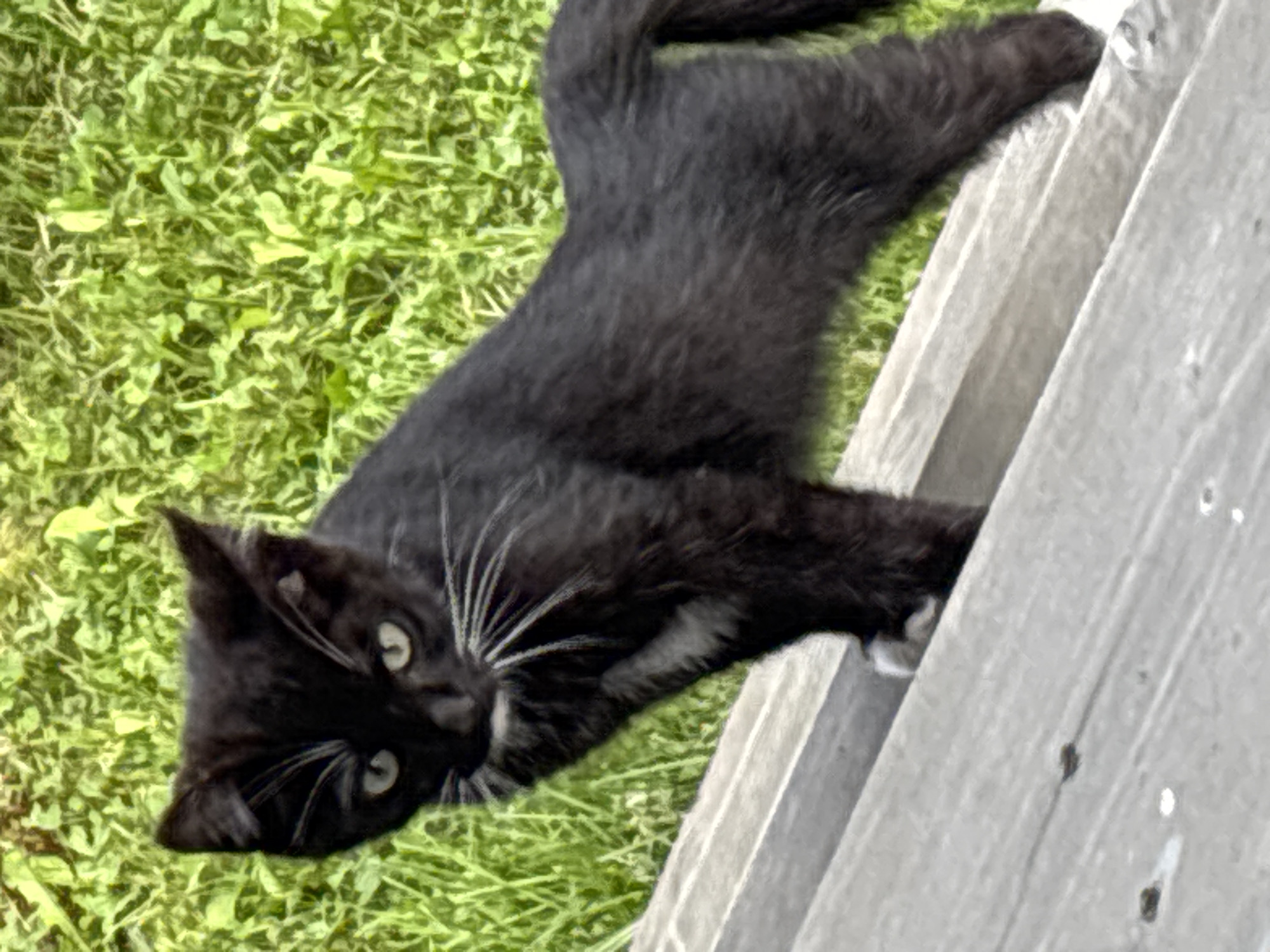 A black kitten with white markings on its chest and paws stands on a wooden surface with green grass in the background. The kitten is facing the camera with its body angled slightly to the right. Its eyes are open and appear to be light green or yellow. The wooden surface appears to be part of a deck or railing, with horizontal planks. The grass is lush and green, suggesting an outdoor setting. The lighting suggests it is daytime. The image was taken in the city of Zvenigorod, Russia.