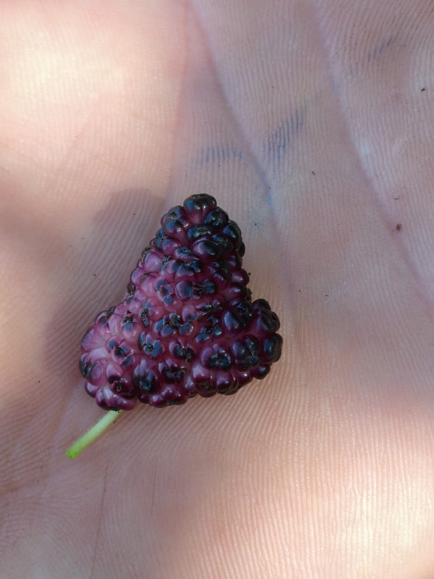 A close-up shot shows a single, dark purple mulberry fruit with a light green stem resting on the palm of a person's hand. The skin of the palm is light-toned, with visible lines and textures. The mulberry is heart-shaped, with each individual drupelet clearly defined and some appearing slightly lighter than others, suggesting ripeness. The fruit is centered in the frame, with the palm filling the rest of the image. The lighting suggests an outdoor setting. There are no other people, animals, or objects visible. The image was taken in Psilske, Ukraine.