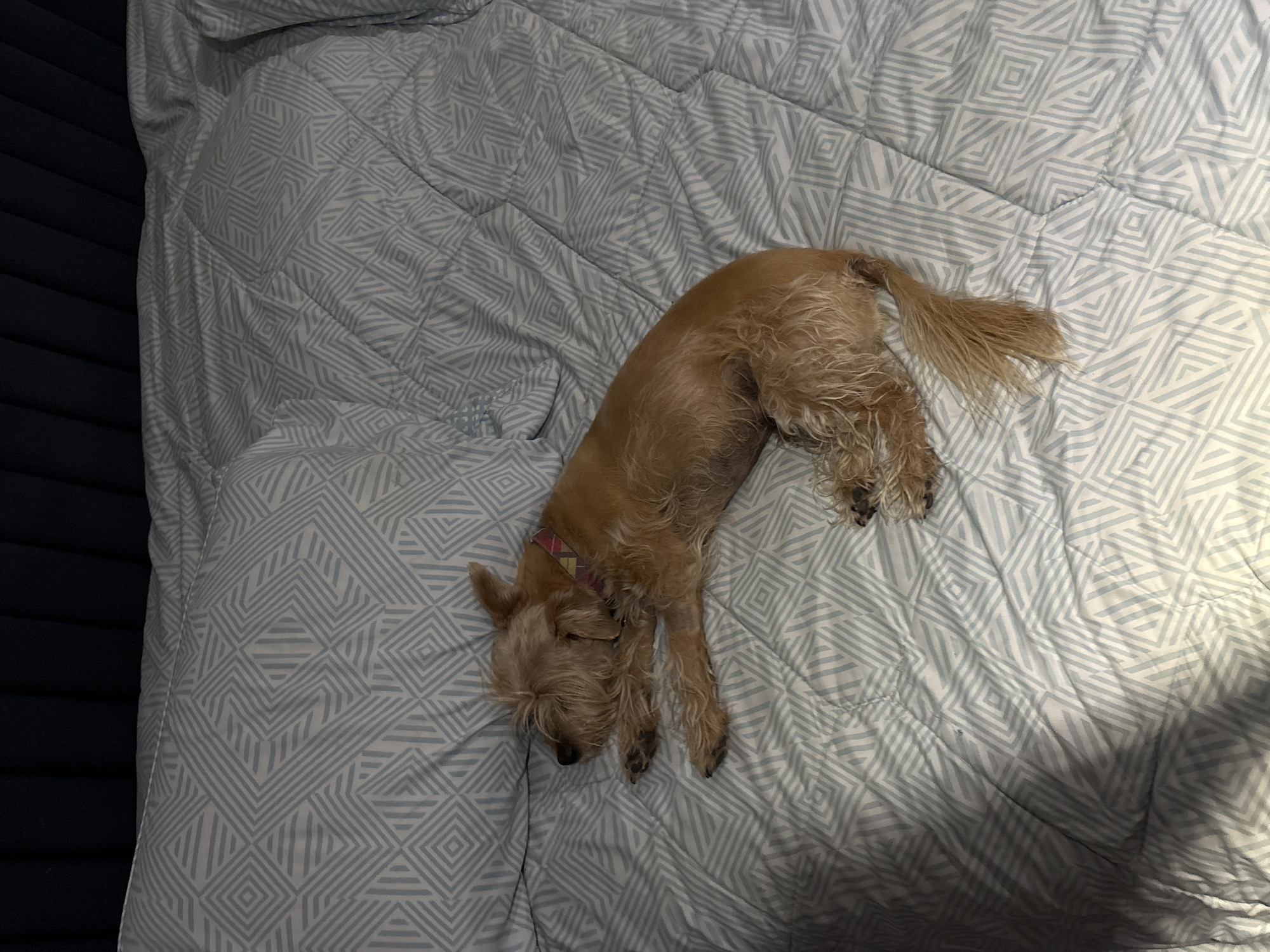 A small, light brown dog is lying on a bed. The dog is positioned diagonally across the bed, with its head near the pillow and its tail extending towards the opposite corner. The bed has a gray and white patterned comforter and pillow. A dark blue textured surface is visible in the upper left corner of the image. The image was likely taken in an indoor setting. There is no information that suggests this image was taken in San Bernardino Tlaxcalancingo, Mexico.