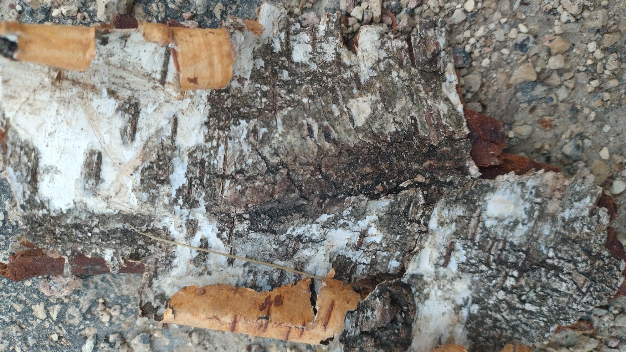 The image shows a close-up view of a piece of birch bark lying on a surface of small stones and asphalt. The bark is detached and appears weathered, with sections of white peeling away to reveal darker, textured layers beneath. Several curled fragments of lighter-colored bark are also visible on top of the main piece. The background consists of grey asphalt mixed with various small, light-colored pebbles and some darker debris. The lighting suggests an outdoor environment, likely during the daytime. The image does not provide any information about the city of Aviekste, Latvia, or any people, actions, or interactions.