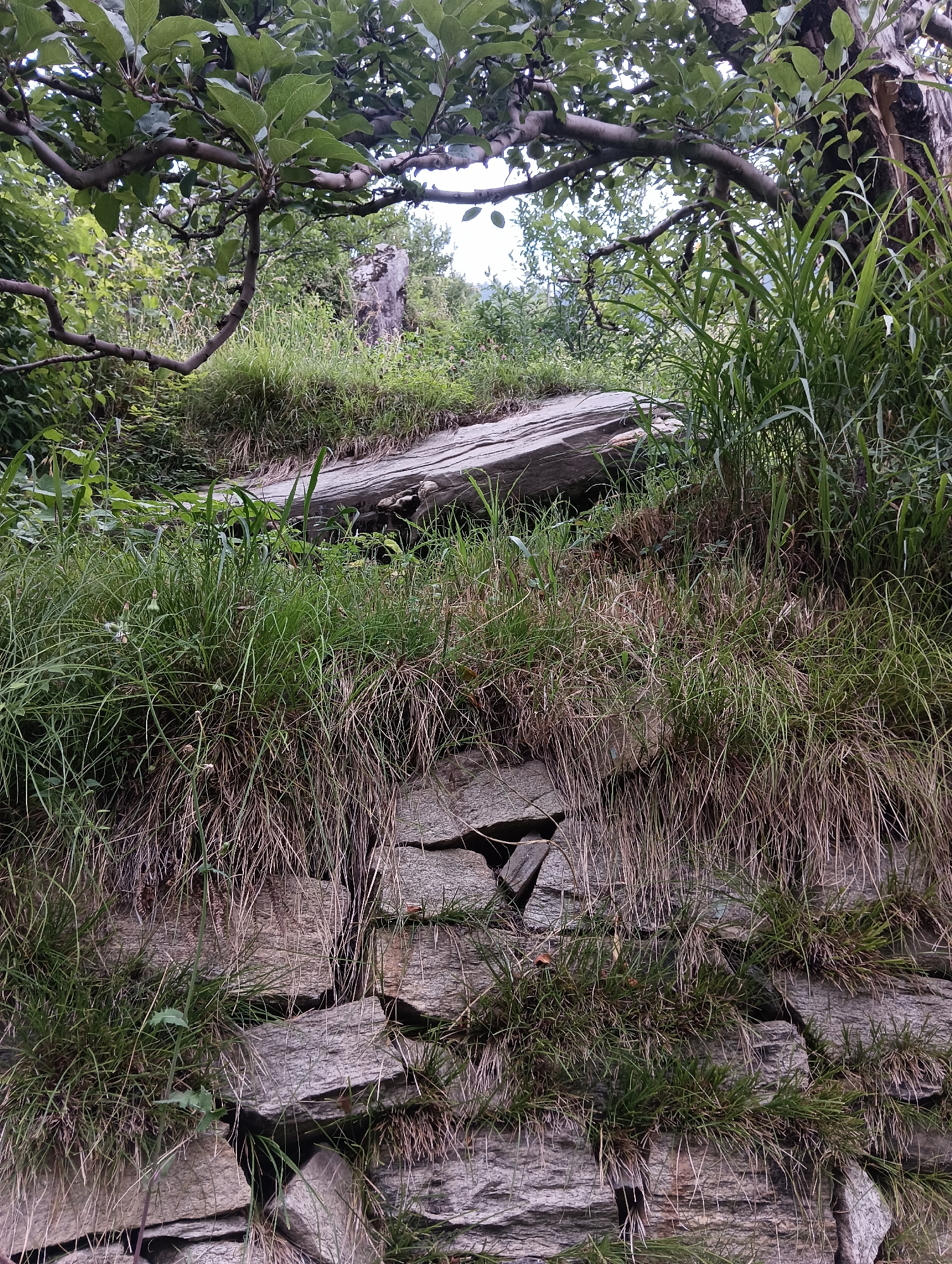 The image depicts a rocky hillside covered in lush green grass and a tree with sparse leaves. A large, flat rock lies partially buried in the grass on the slope. The scene appears to be in a natural outdoor setting.