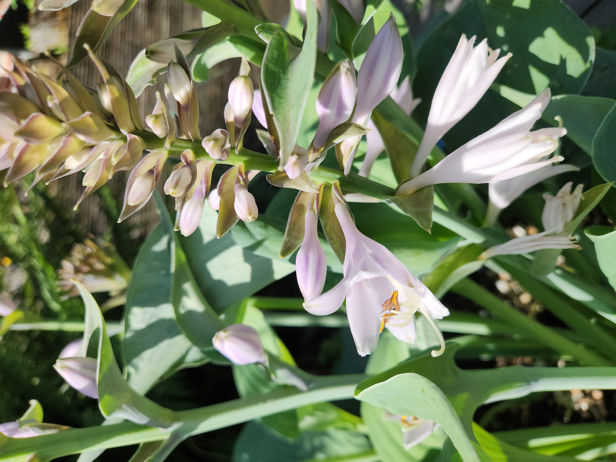 The image displays a close-up view of flowering hosta plants. The flowers are bell-shaped and light purple in color, with some buds still closed. The leaves are large, green, and heart-shaped. The plants are growing in what appears to be a garden setting, with a wooden fence visible in the background. The lighting suggests it is daytime, with sunlight casting shadows. There is no indication of people or any specific location in Idar-Oberstein, Germany.