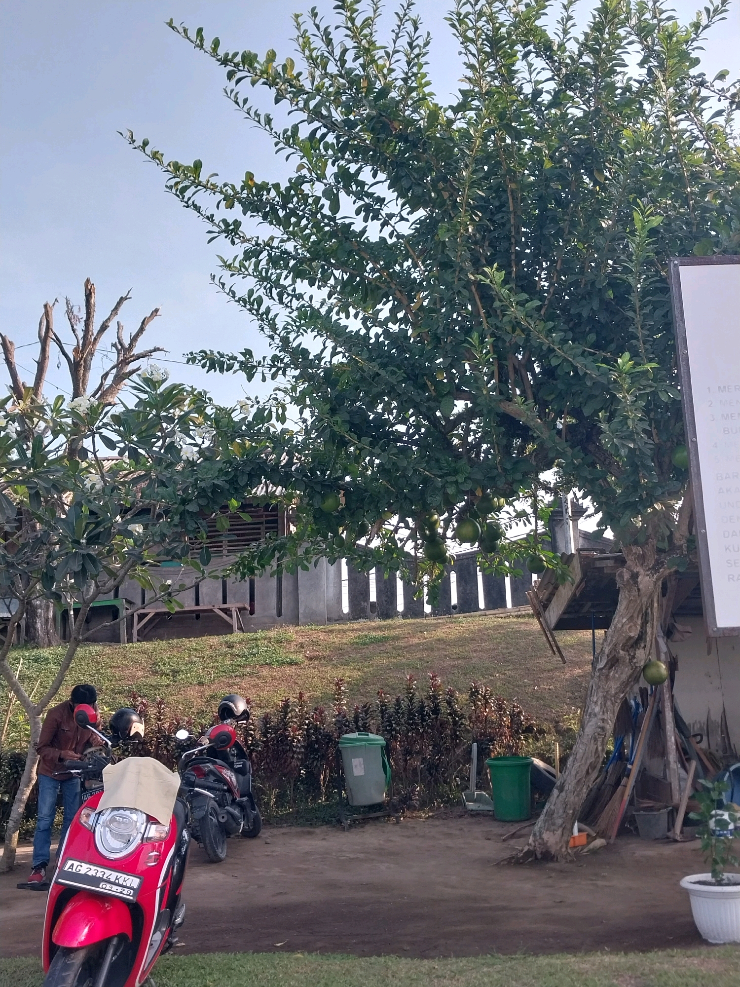 The image depicts an outdoor scene in Kedawung, Indonesia, characterized by a tree with large, green fruits, likely a calabash tree, in the foreground. A red scooter is parked prominently in the lower left corner, with a license plate visible. To the left of the scooter, a person wearing a brown jacket and blue jeans is interacting with another scooter. Behind them, a grassy slope leads up to a building with a wooden structure and fencing. In the background, several green garbage bins are situated near some brooms and gardening tools leaning against a wall. The sky is clear and bright, suggesting daytime.