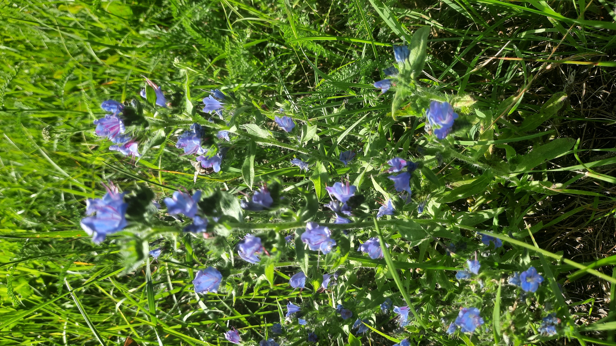 The image shows a patch of blue wildflowers growing in a grassy area. The flowers are small and star-shaped with purple veins. They are clustered on tall, slender stems that are covered in fine hairs. The grass surrounding the flowers is a vibrant green, suggesting it is a sunny day. The scene is a close-up view of the plants, with the background blurred, creating a shallow depth of field. There are no people or animals visible in the image. The image does not provide any specific location information within the city of Шклоў, Belarus.