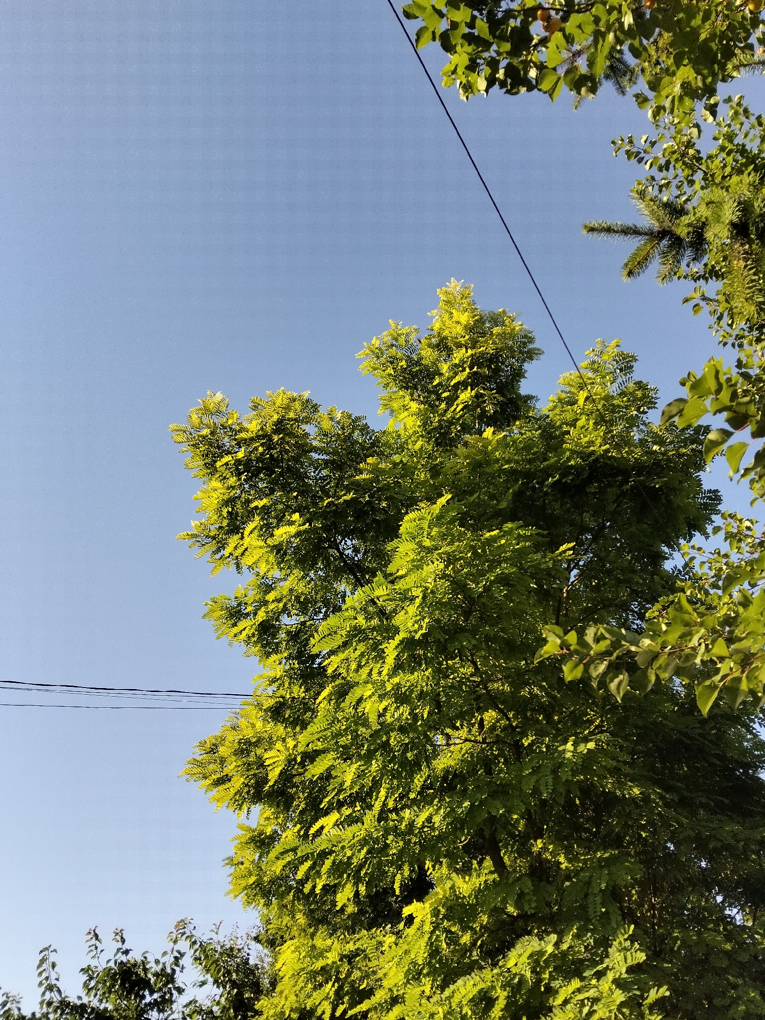 In Kliushnykivka, Ukraine, a low-angle shot captures a vibrant scene dominated by the lush green foliage of trees against a clear, pale blue sky. The sunlight illuminates the leaves, creating a bright, almost yellow-green hue on the main tree in the foreground, which occupies the right two-thirds of the frame. The tree's branches reach upwards, with smaller, darker green leaves visible on the left side of the image, suggesting multiple trees. Several dark, thin electrical wires are visible stretching across the sky, adding a man-made element to the natural landscape. The lower portion of the image reveals the tops of other trees with darker green leaves, and in the far distance, a hint of a lighter green canopy. No people or animals are present. The environment appears to be an outdoor setting within Kliushnykivka.