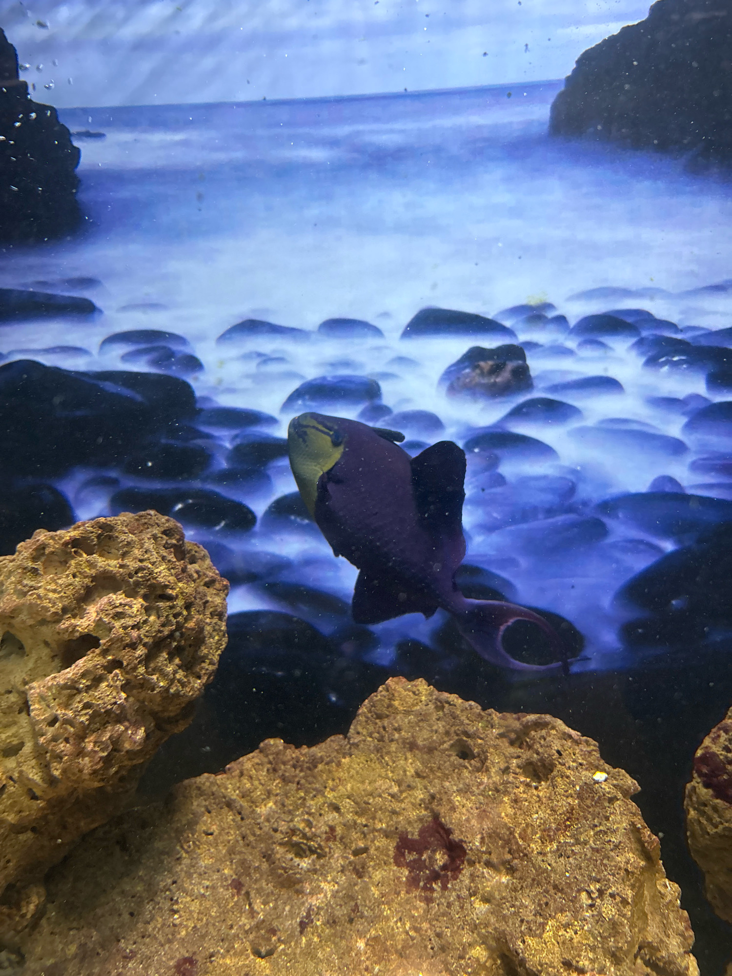 The image is a close-up of an aquarium, likely at an exhibit in Nha Trang, Vietnam, depicting an underwater scene. A dark purple fish with yellow accents around its mouth is swimming in the center of the frame. It is surrounded by dark, smooth rocks partially submerged in what appears to be shallow water with a blue-white glow, suggesting artificial lighting or a filtered effect. In the foreground, two large, textured, light brown rocks are visible, partially obscuring the background. The overall environment is designed to mimic a rocky seabed.