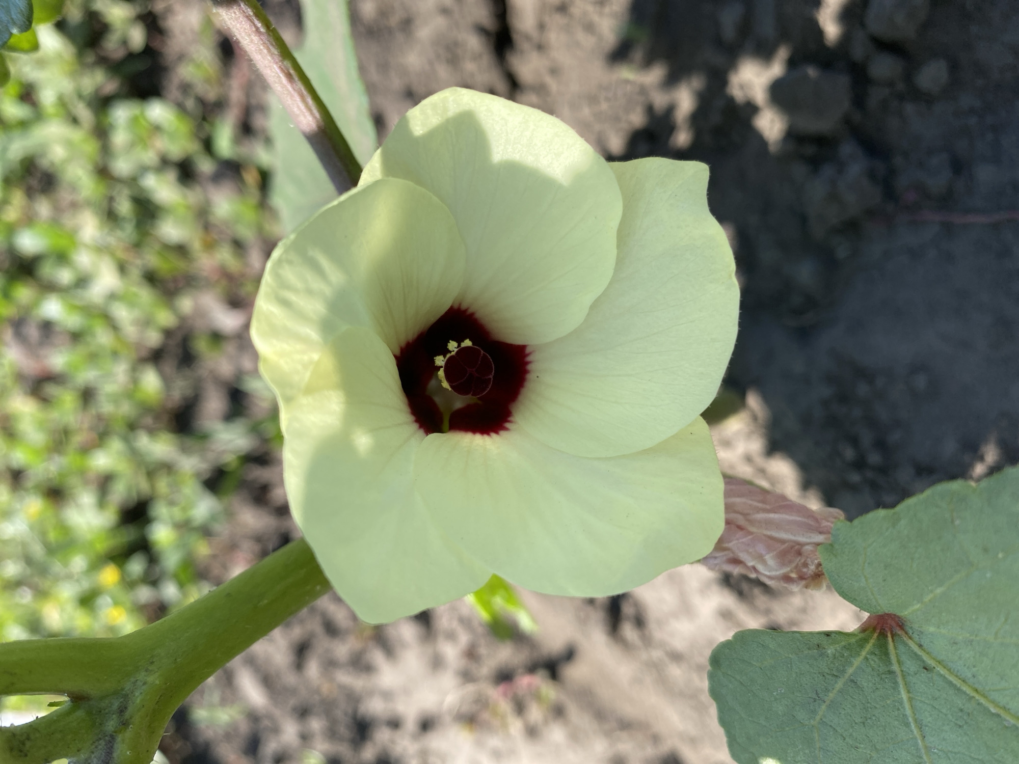 A close-up, eye-level shot showcases a pale yellow okra flower in bloom, set against a blurred background of dark soil and green foliage. The flower, with its five delicate petals, is the central subject. Its center is a deep burgundy, transitioning to a dark maroon, with a cluster of tiny, yellow stamens at its very core. The flower stems from a thick, fuzzy green stalk on the left, with a portion of a larger, rougher, reddish-brown stalk visible on the right. A broad, veined green okra leaf emerges from the bottom left of the frame, partially obscuring a pinkish, segmented structure beneath the flower. The ground is composed of dark soil with scattered small rocks, and a few out-of-focus green plants are visible in the distance, suggesting an outdoor garden setting. The lighting indicates it is daytime, with shadows cast by the flower on itself and the ground. The location is specified as Vasylky, Ukraine.