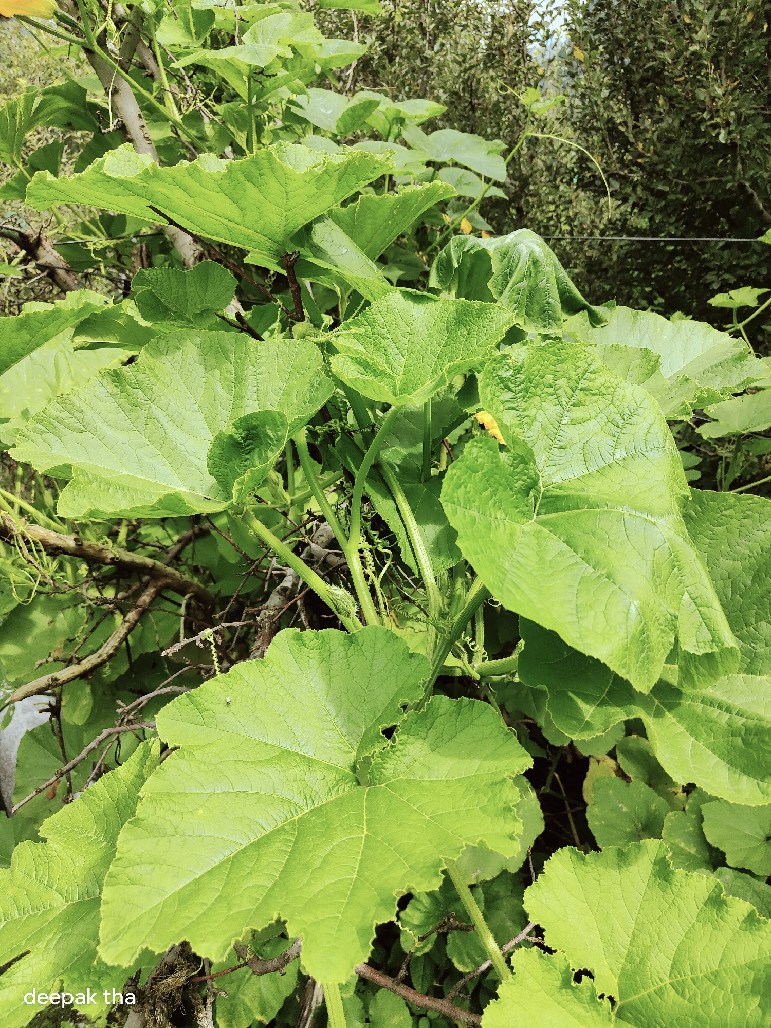 The image depicts a close-up view of a lush green plant with large, broad leaves and winding vines, set against a background of darker foliage and a glimpse of the sky. The leaves are a vibrant shade of green, with visible veins and slightly ruffled edges. Some of the leaves are curled or folded, creating a sense of depth and natural growth. Small yellow flowers or buds are also visible amongst the leaves, hinting at the plant's life cycle. The scene is likely outdoors, with natural lighting suggesting daytime. The text "deepak tha" is watermarked in the bottom left corner of the image. Based on the context provided, this scene is located in Vashisht, India.