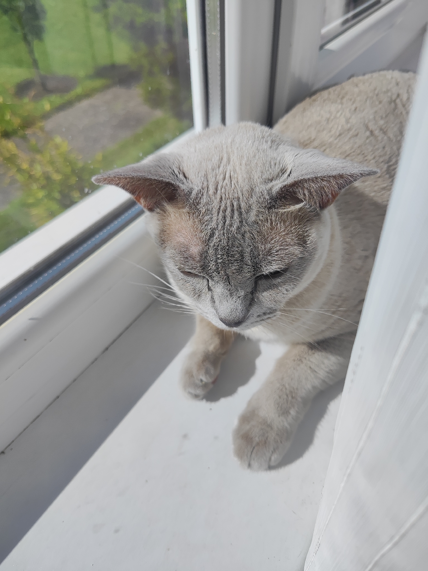 A light gray cat with darker gray markings on its face, ears, and paws is lying on a white windowsill. The cat is looking down with its eyes partially closed. Through the window, a blurred view of green trees and a pathway can be seen. The scene is illuminated by sunlight, casting shadows on the windowsill. The location is Gvardeysk, Russia.