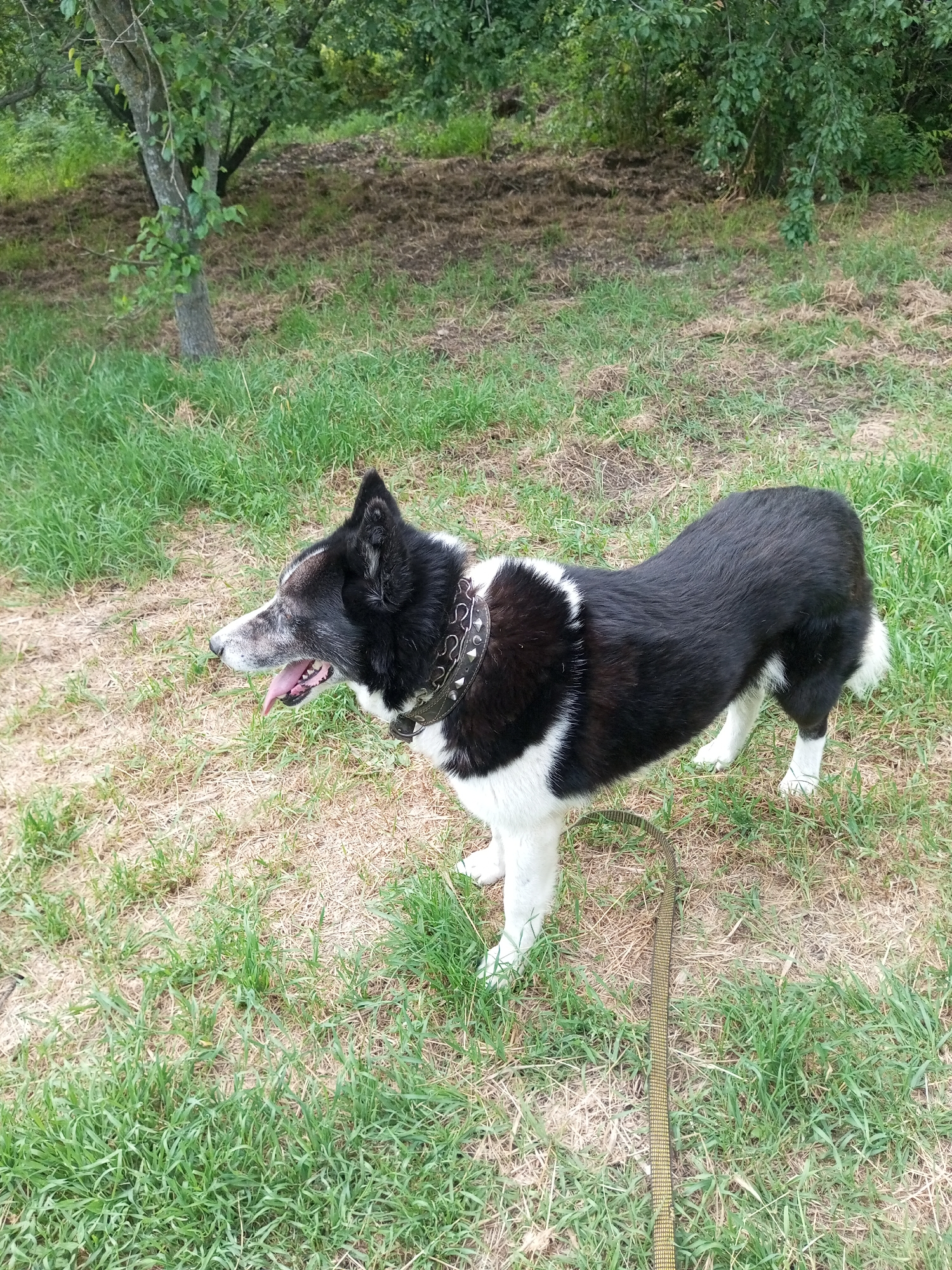 A medium-sized black and white dog with a spiked collar stands in a grassy area. The dog's tongue is hanging out of its mouth, and its head is turned to the left. A leash is attached to the dog's collar and lies on the ground. In the background, there are trees and bushes. The scene appears to be in a park or wooded area.