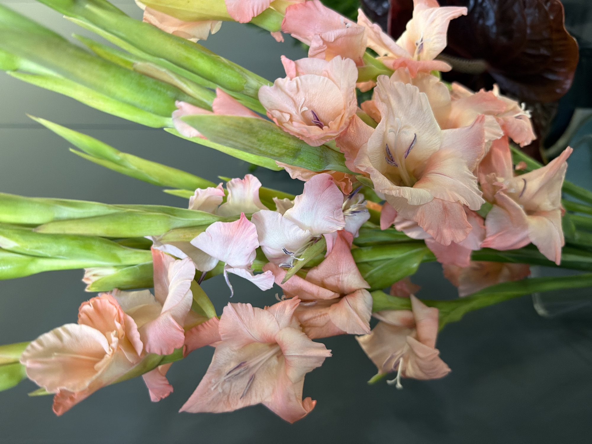 A bouquet of peach and pink gladiolus flowers is displayed in a clear vase against a dark gray background. The gladiolus flowers are in various stages of bloom, with some fully open and others still tightly furled. The petals are delicate and ruffled, with subtle veins visible. The long, green stems are sturdy and support the weight of the blooms. The lighting highlights the soft textures and gradients of color in the flowers. In the lower right corner, a dark, glossy leaf is partially visible, adding depth to the composition. The overall impression is one of natural beauty and elegance.