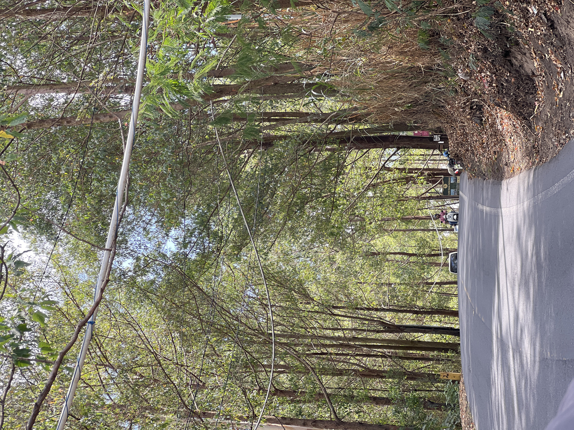 The image captures a paved road curving through a dense forest of tall trees with sparse green foliage. A white cable runs horizontally across the upper portion of the frame, supported by branches and poles. On the right side of the road, dry grass and fallen leaves cover the embankment. In the distance, a white vehicle and a scooter with a rider are visible on the road. A yellow signpost with the number "2" is present on the left side of the road. The scene appears to be a rural or natural setting, possibly a scenic route. The location is identified as Kintamani, Indonesia.