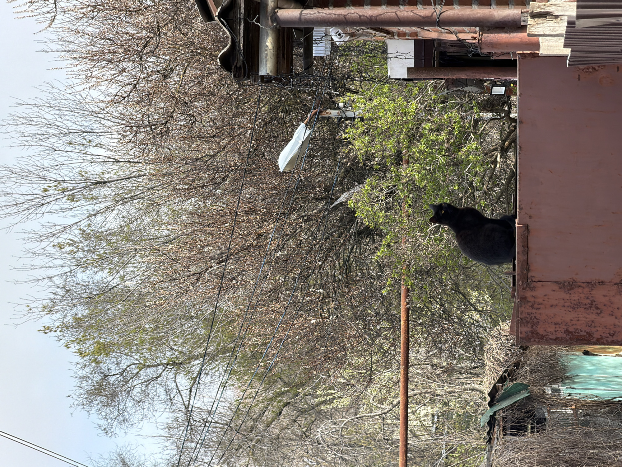 A vertical, medium-shot photograph depicts a drab urban scene, presumably in Rostov-on-Don, Russia, based on the setting. A large black cat is perched on the edge of a rusty, metal structure, possibly part of a dilapidated building. The cat appears alert, looking towards the left of the frame. Behind the metal structure is a dense thicket of trees with thin branches, some showing early signs of spring foliage. An old, weathered building structure is visible at the top of the frame. A discarded white mask hangs suspended from power lines that run through the trees. The overall atmosphere is rundown and slightly neglected.
