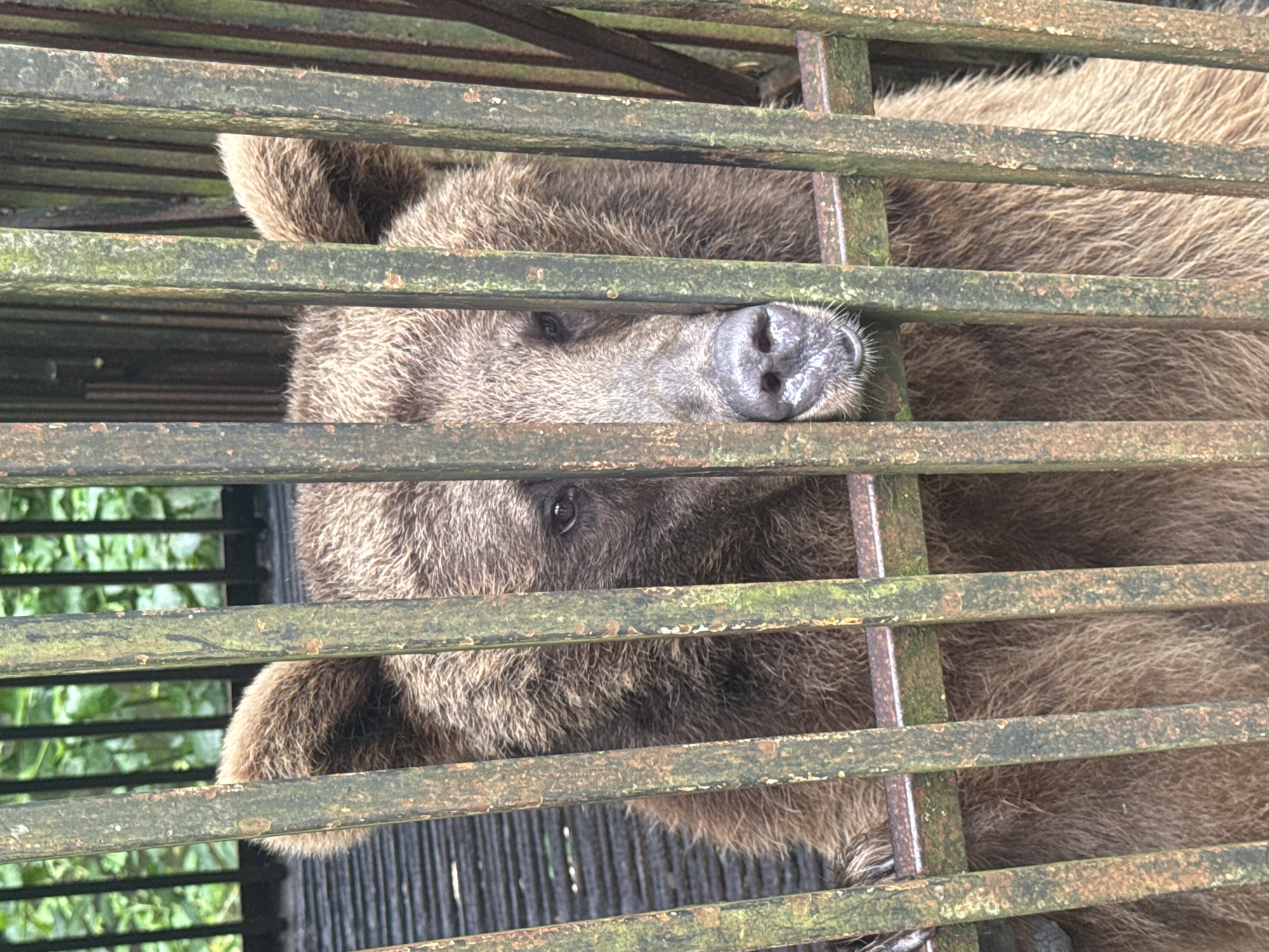 A brown bear is enclosed in a cage constructed of vertical metal bars, some of which are rusted and green with moss. The bear is facing forward, with its head and upper body visible through the bars. Its fur is thick and brown, and its snout is dark and textured. The bear's right eye is visible, appearing dark and somewhat sunken. Behind the cage, lush green foliage can be seen, suggesting an outdoor environment. The floor of the enclosure appears to be made of a dark, slatted material. The image is taken from a slightly low angle, looking up at the bear. The location is identified as Tsabal, Abkhazia.